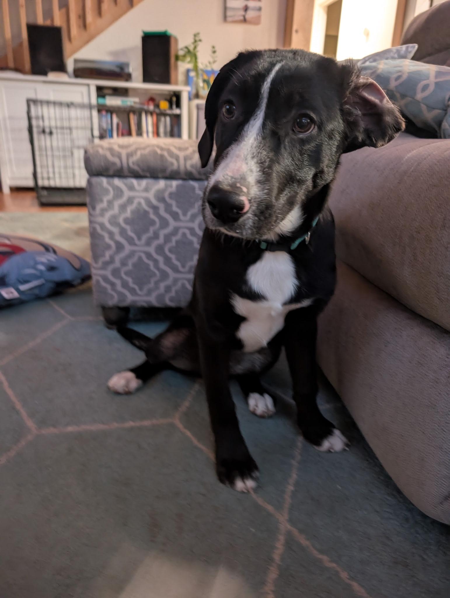 Enlarge Ivy, a Adoptable mixed breed in Pagosa Springs, CO image 1/1