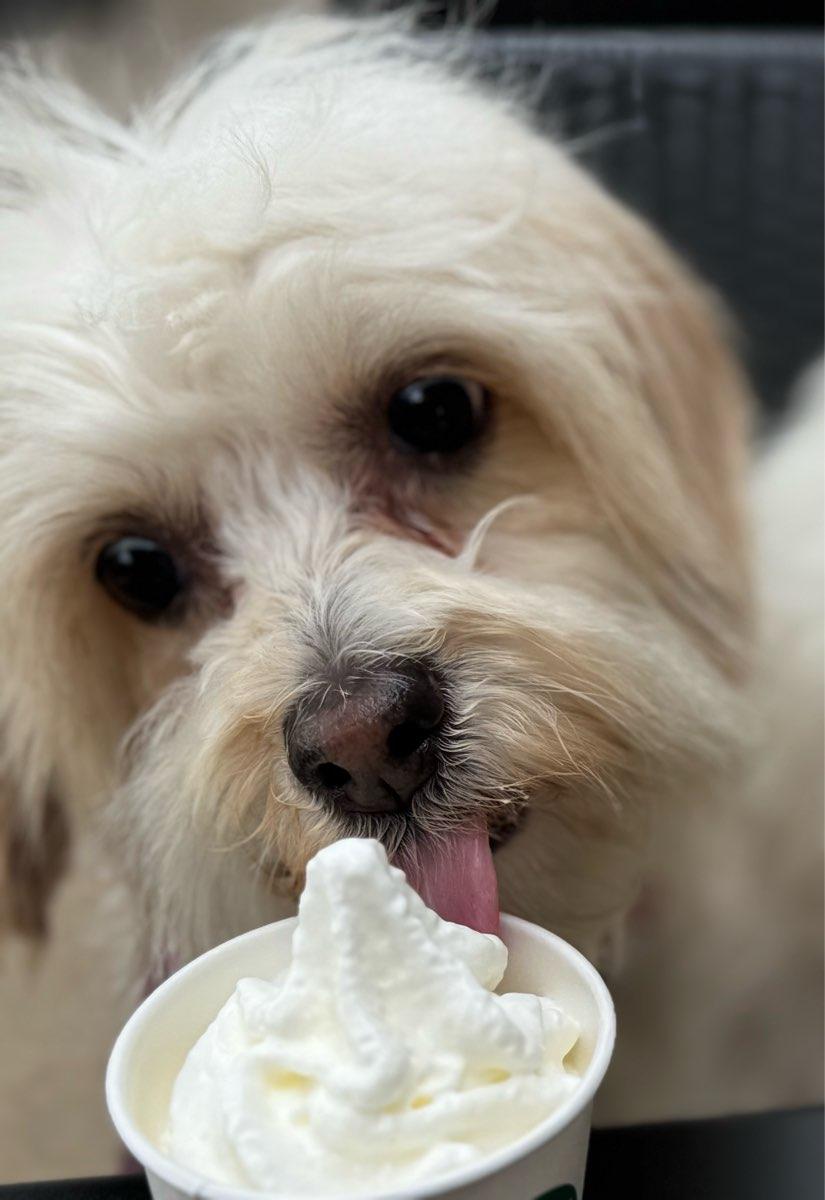 Enlarge 26Silk, an adoptable mixed breed in Shingle Springs, CA image 2/3