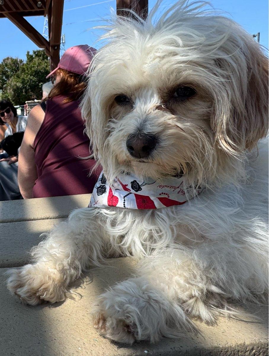 Enlarge 26Silk, an adoptable mixed breed in Shingle Springs, CA image 1/3