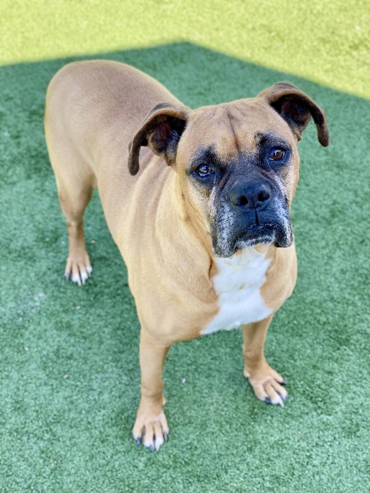 Aziza, Adoptable, Senior Female Boxer.