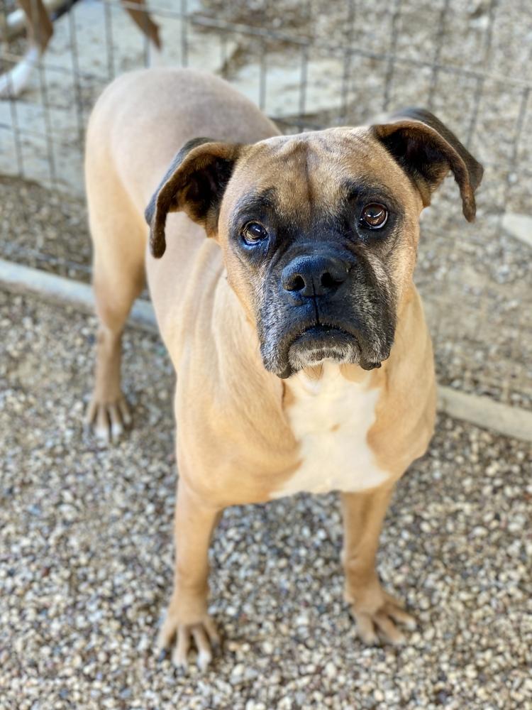 Enlarge Aziza, a Adoptable Boxer in Hewitt, TX image 5/6