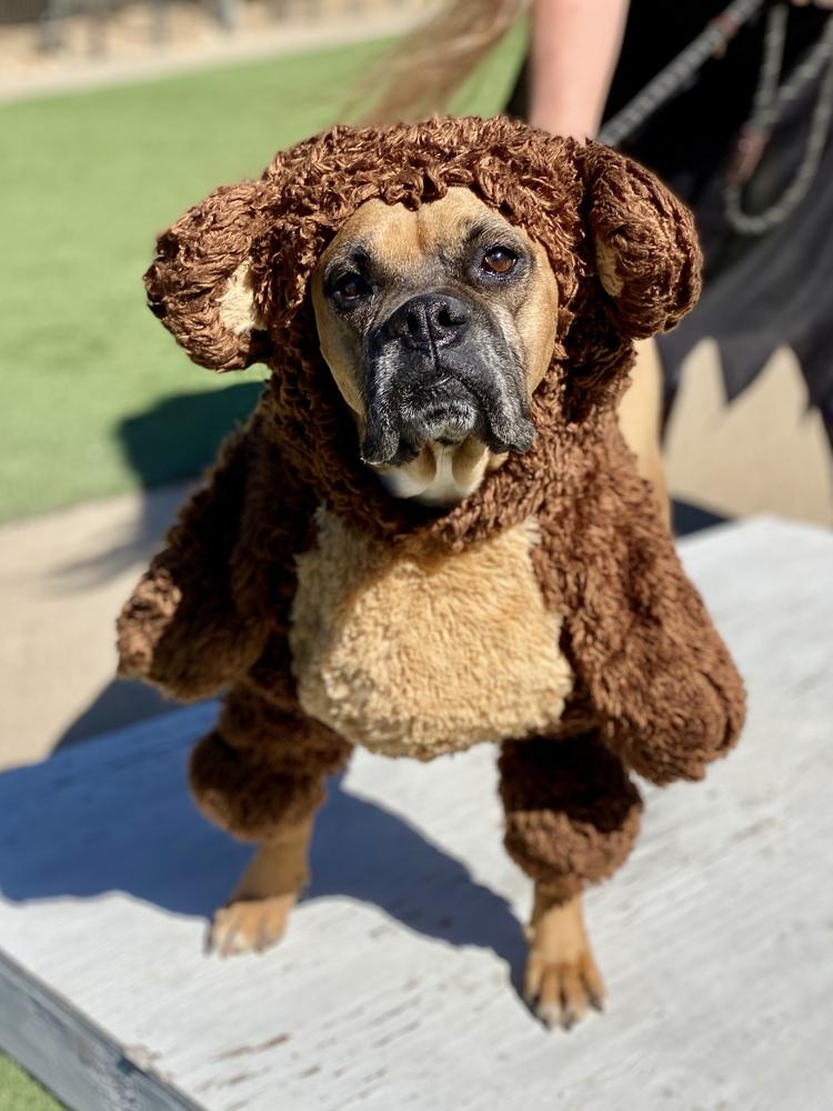 Enlarge Aziza, a Adoptable Boxer in Hewitt, TX image 6/6