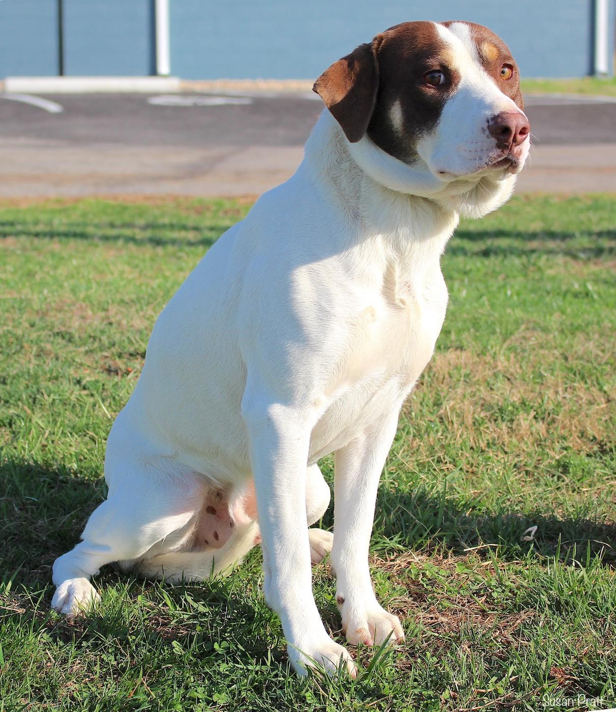 Enlarge Copper, a ADOPTABLE mixed breed in Bedford, VA image 2/3