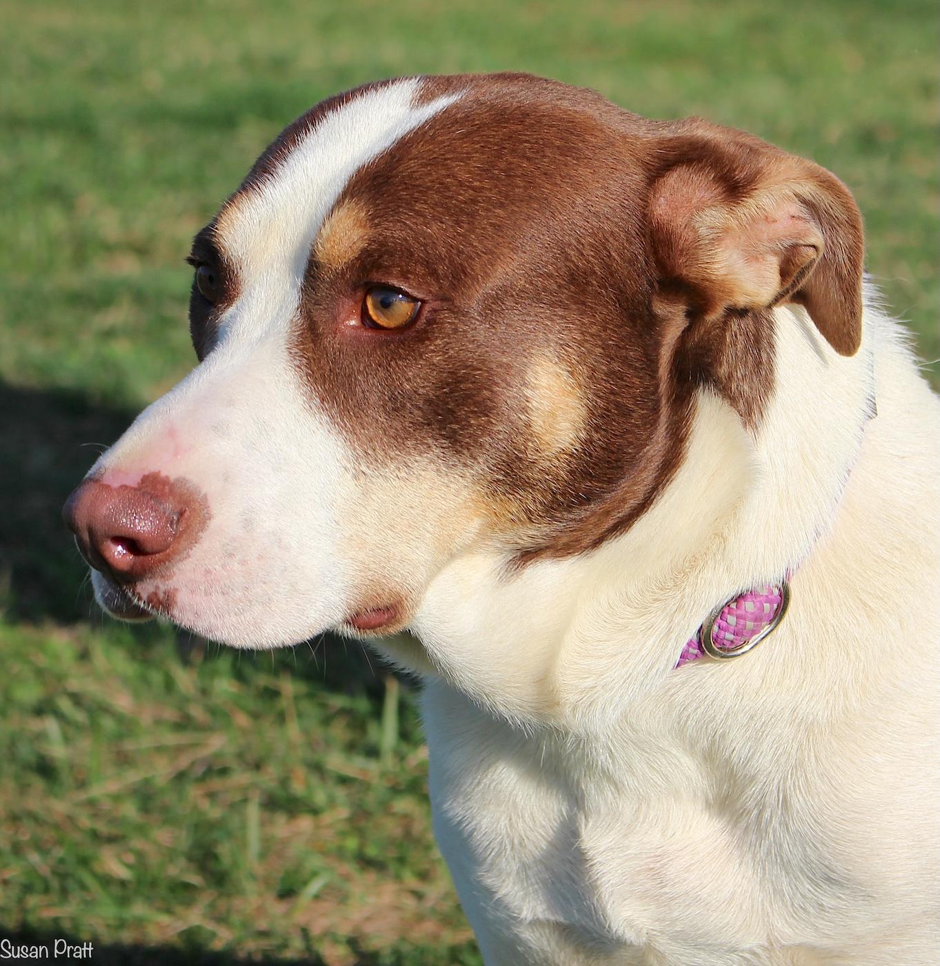 Copper, ADOPTABLE, Young Male Hound.