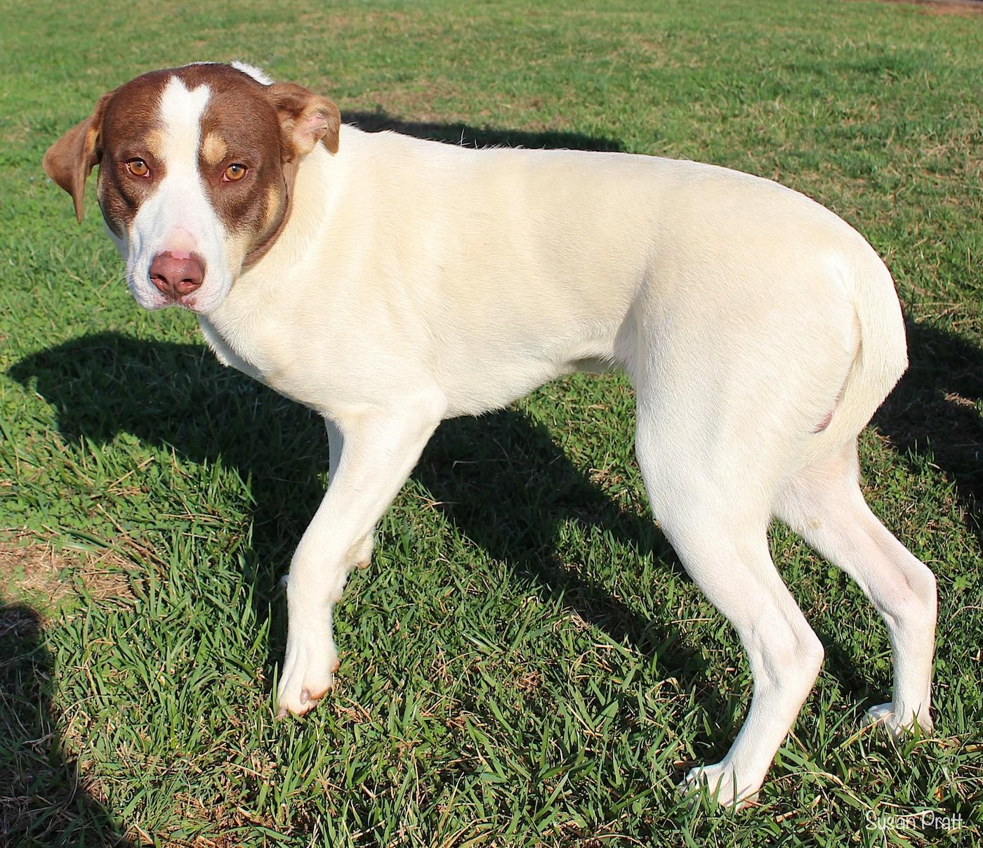 Enlarge Copper, a ADOPTABLE mixed breed in Bedford, VA image 3/3