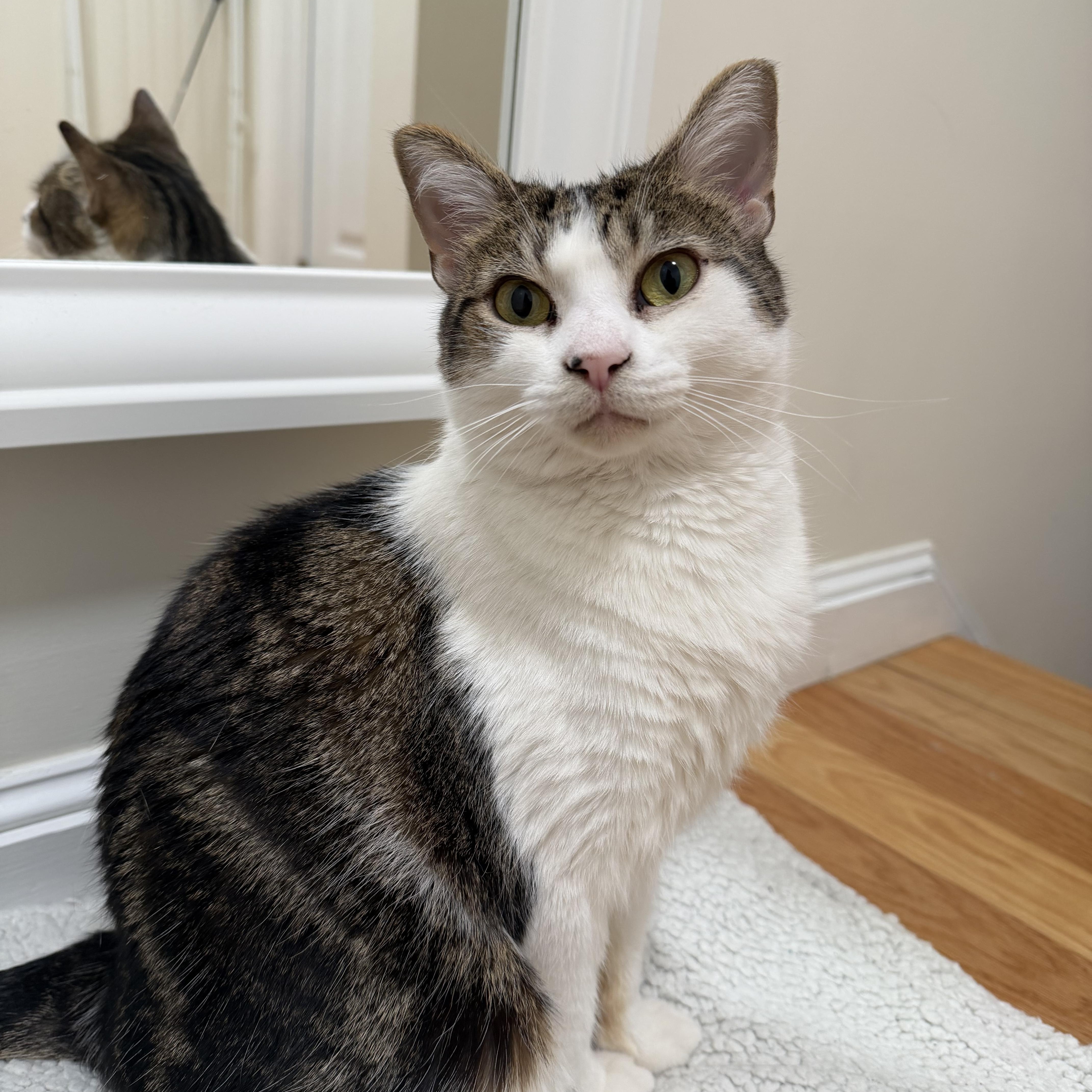 Sparkle, adoptable, Young Female Domestic Short Hair.
