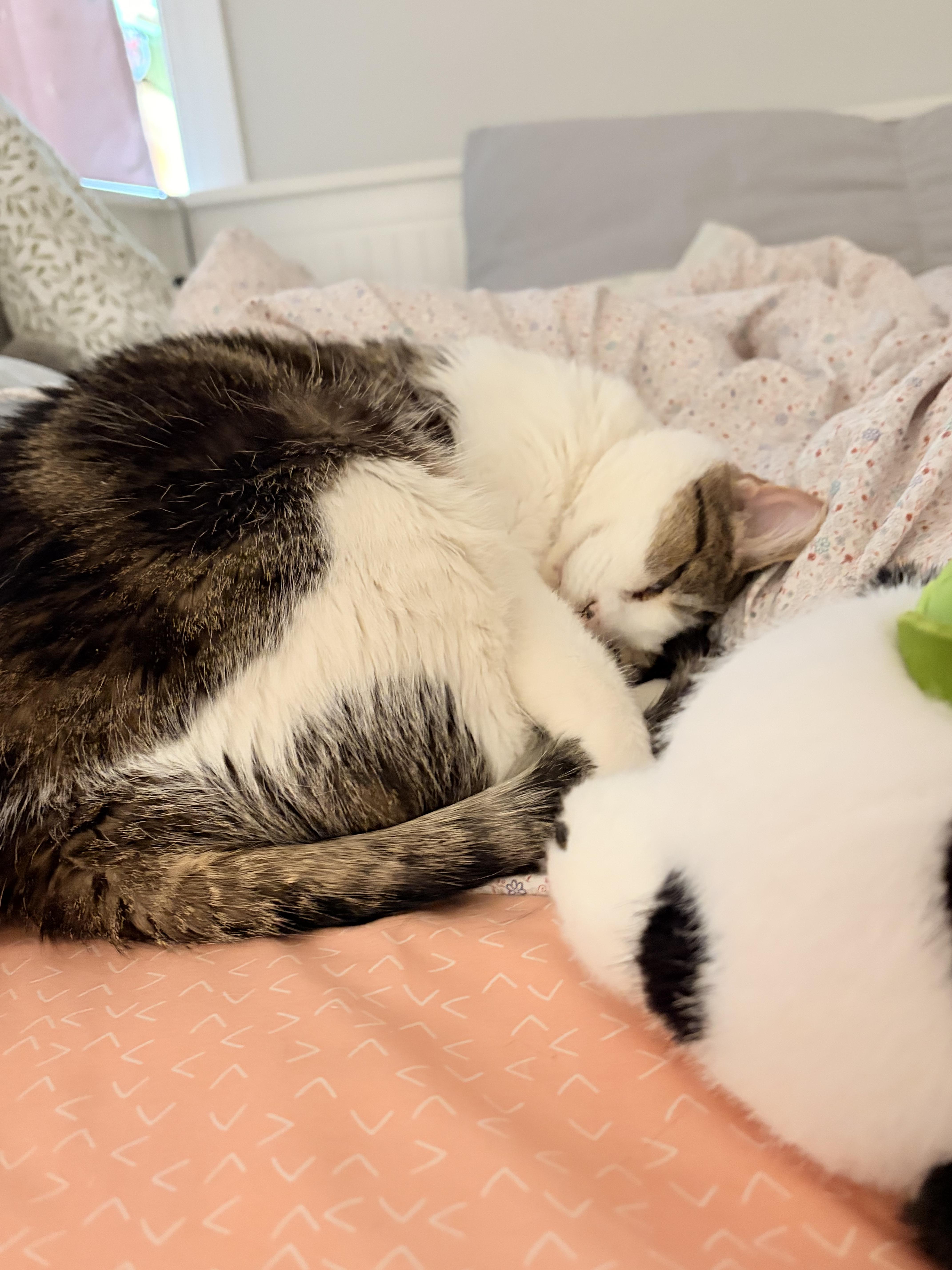 Sparkle, an adoptable Domestic Short Hair in Arlington, MA image 5/6