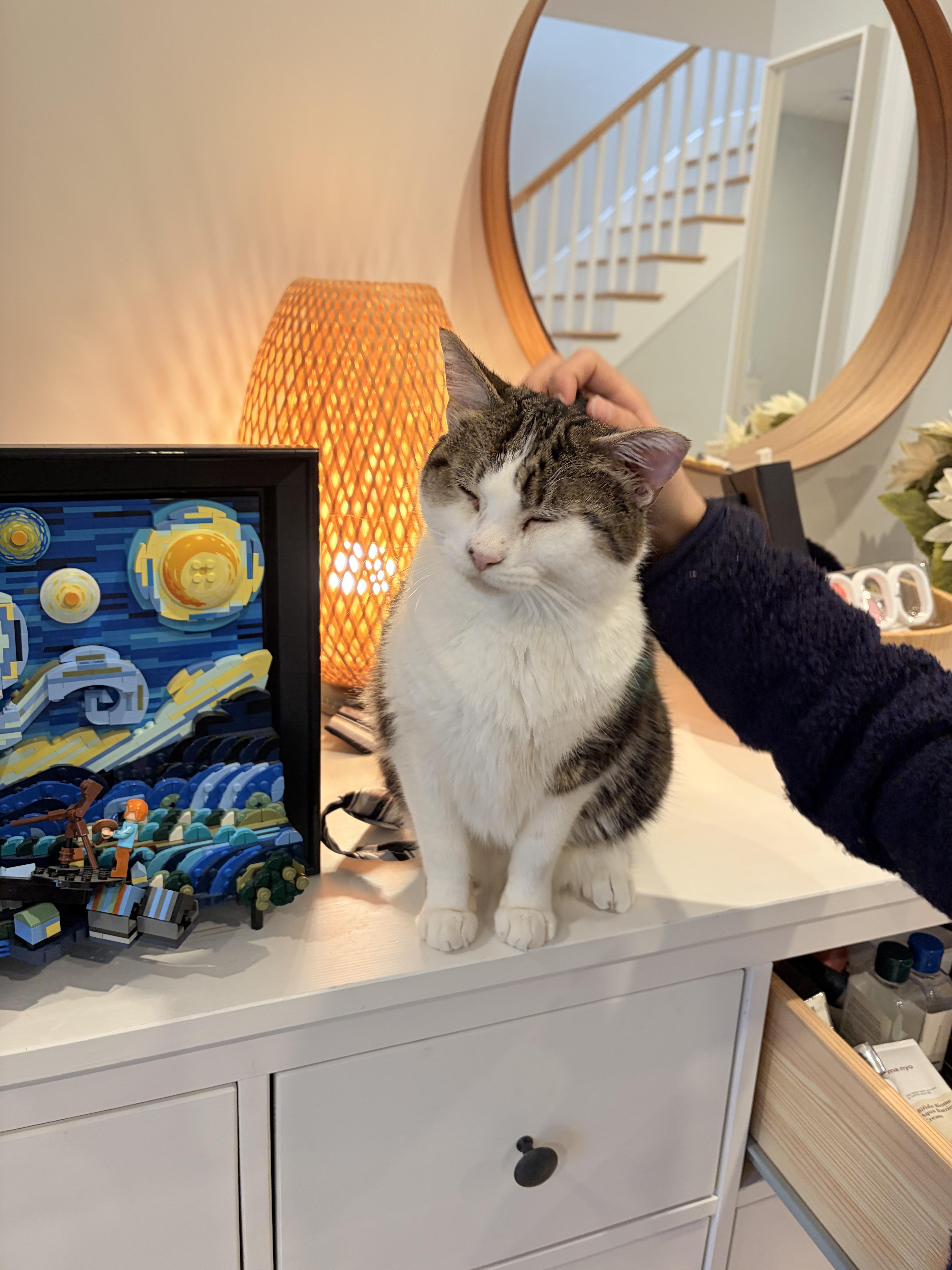 Sparkle, an adoptable Domestic Short Hair in Arlington, MA image 4/6
