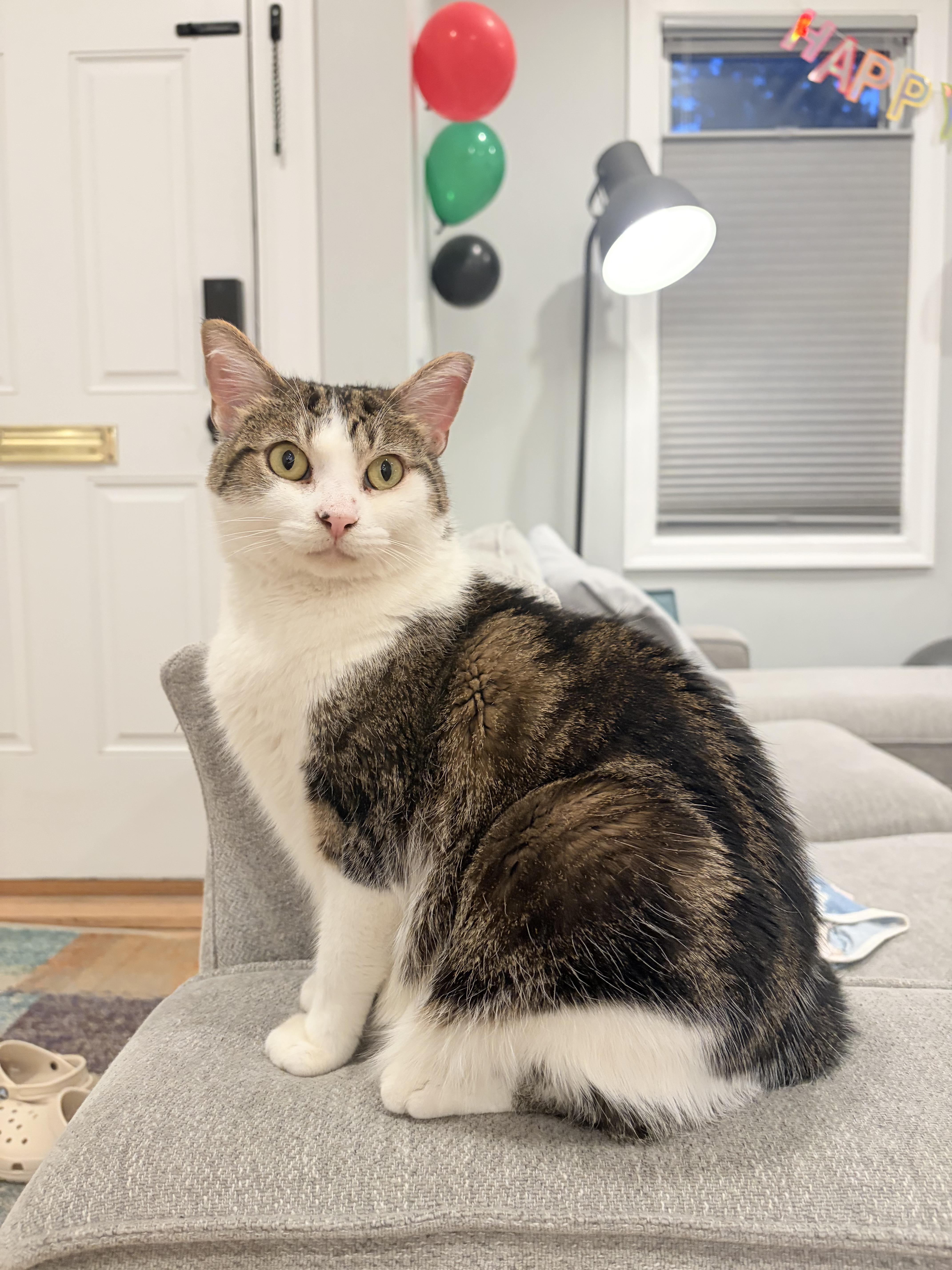 Sparkle, an adoptable Domestic Short Hair in Arlington, MA image 2/6