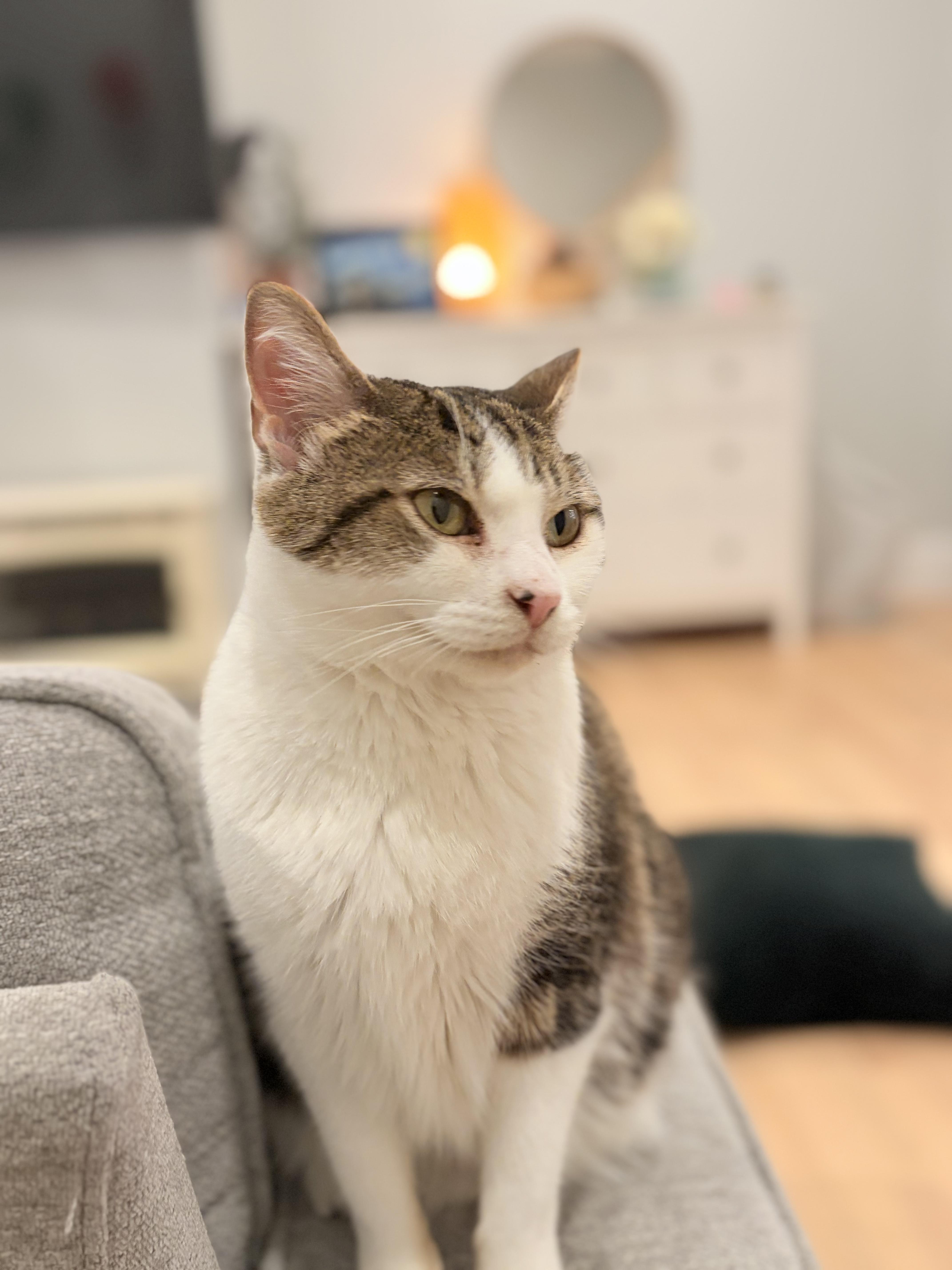 Sparkle, an adoptable Domestic Short Hair in Arlington, MA image 3/6