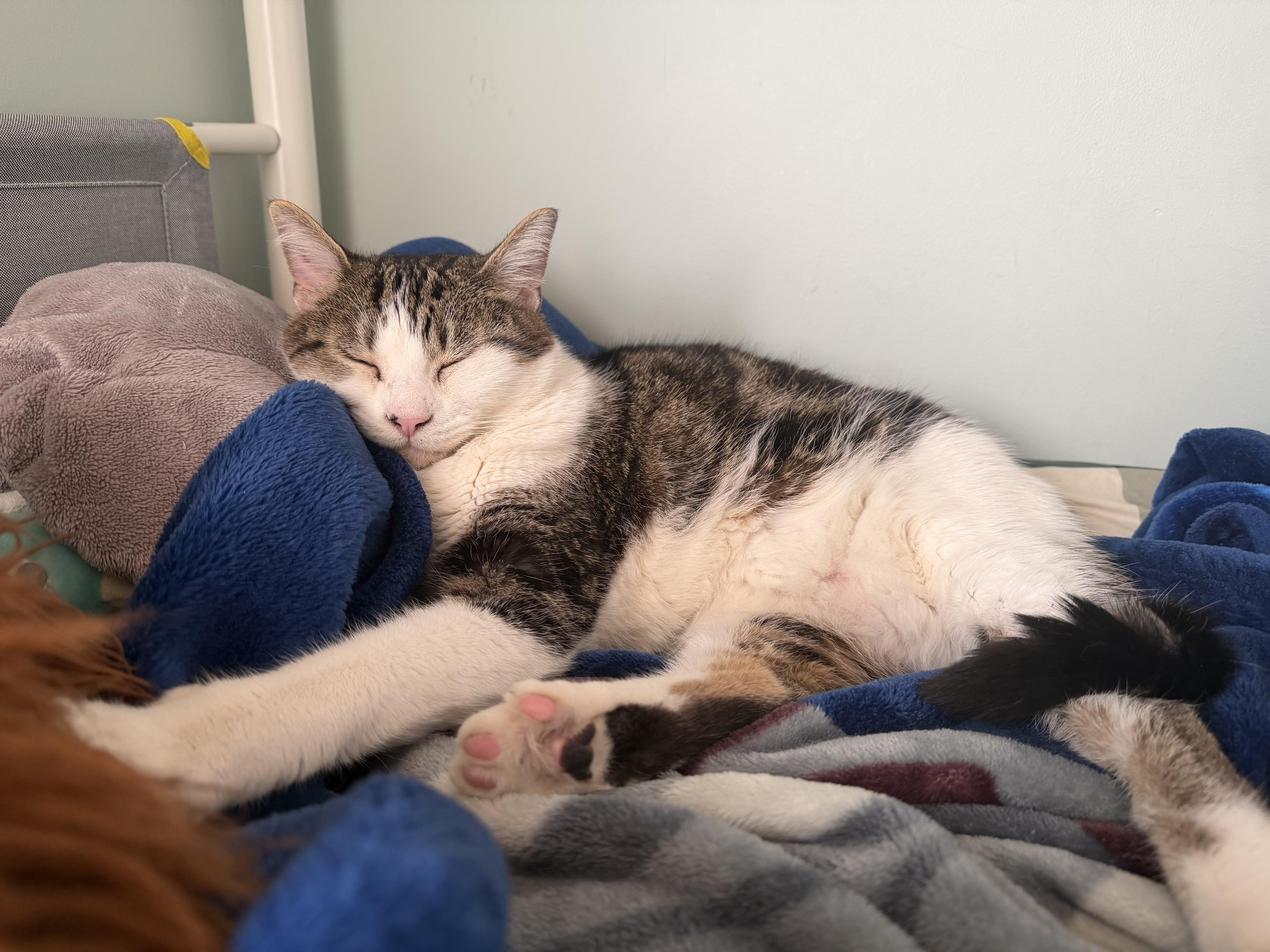 Sparkle, an adoptable Domestic Short Hair in Arlington, MA image 6/6
