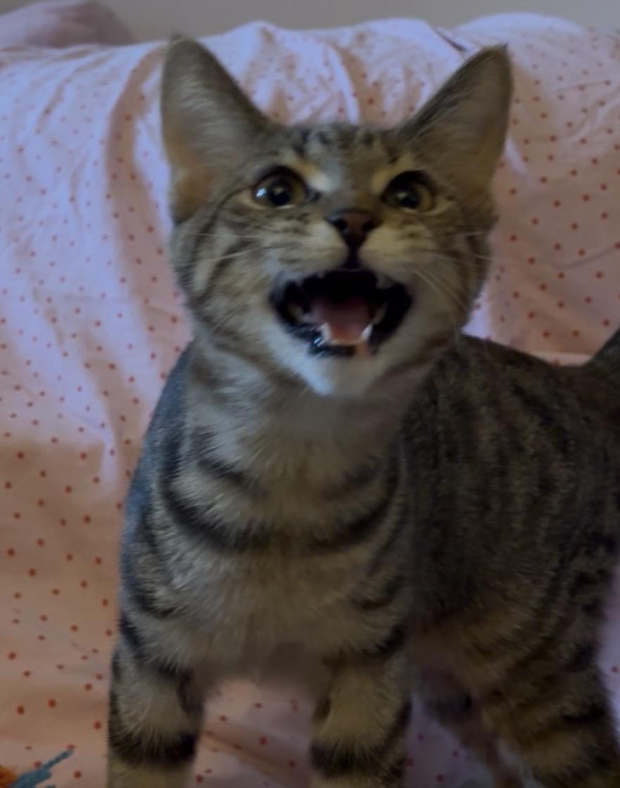 Gorgonzola, adopted, Kitten Female Domestic Short Hair.