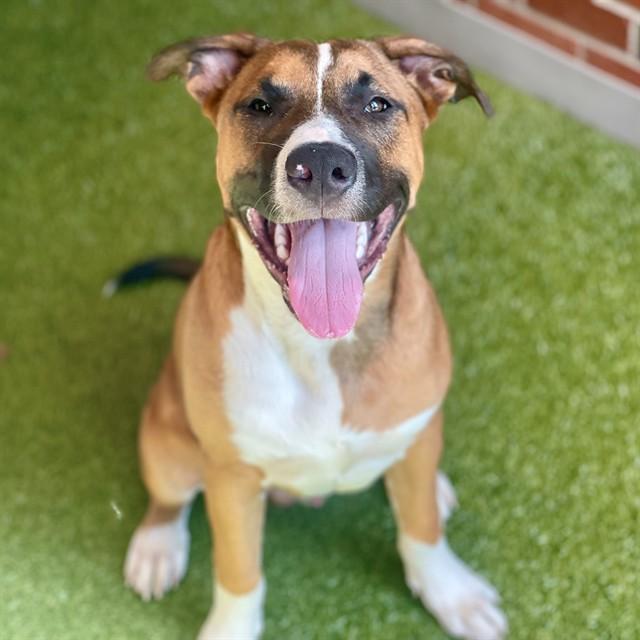 BULLSEYE, Adoptable, Young Male Mixed Breed.