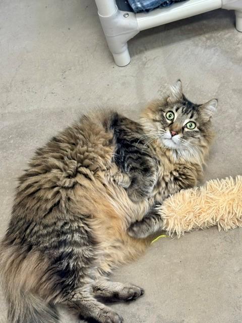 Enlarge Ozzy, a ADOPTABLE Domestic Short Hair in Hayward, WI image 1/1