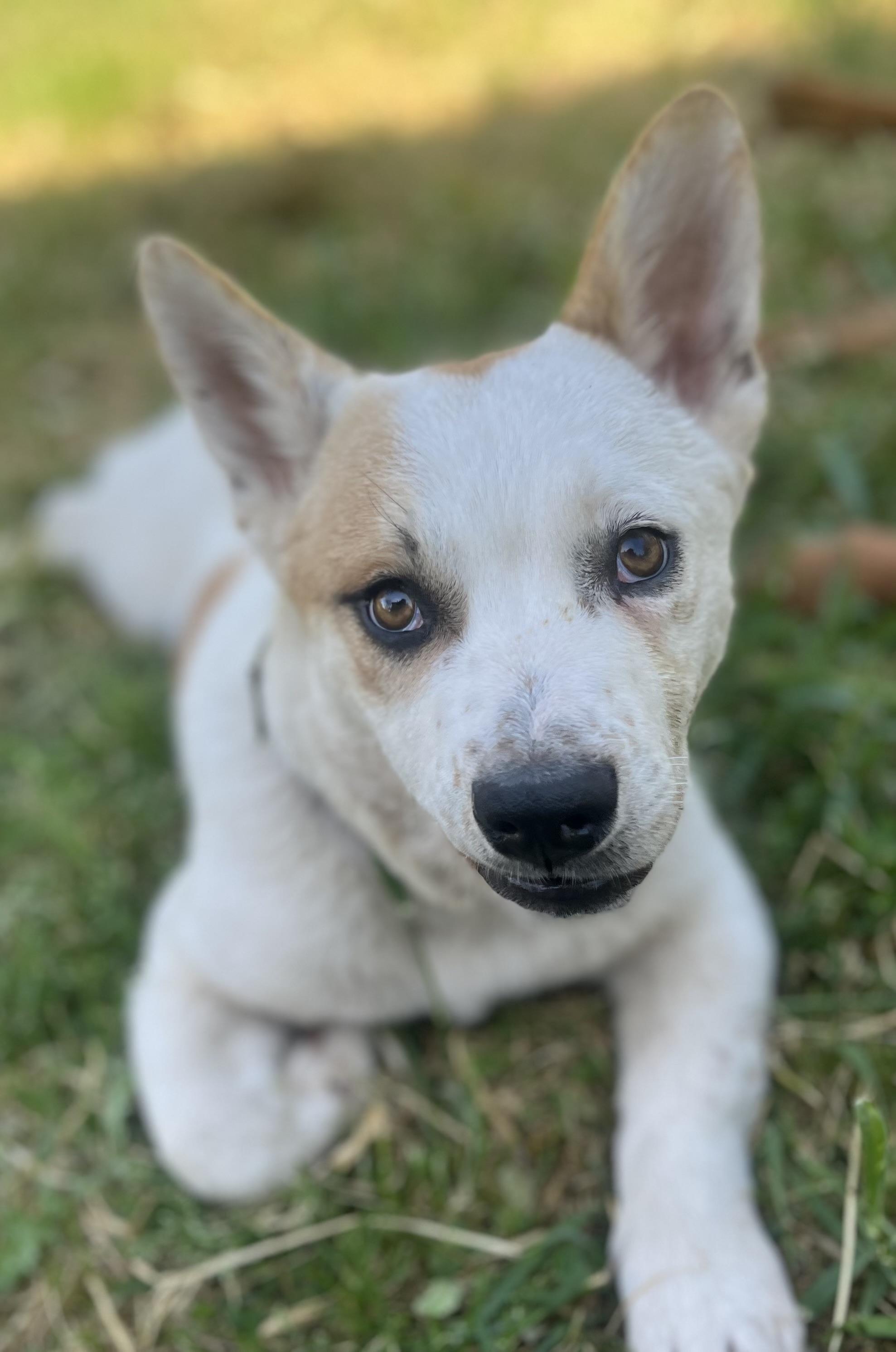 Ozzie, a Adoptable mixed breed in Rough And Ready, CA image 3/6