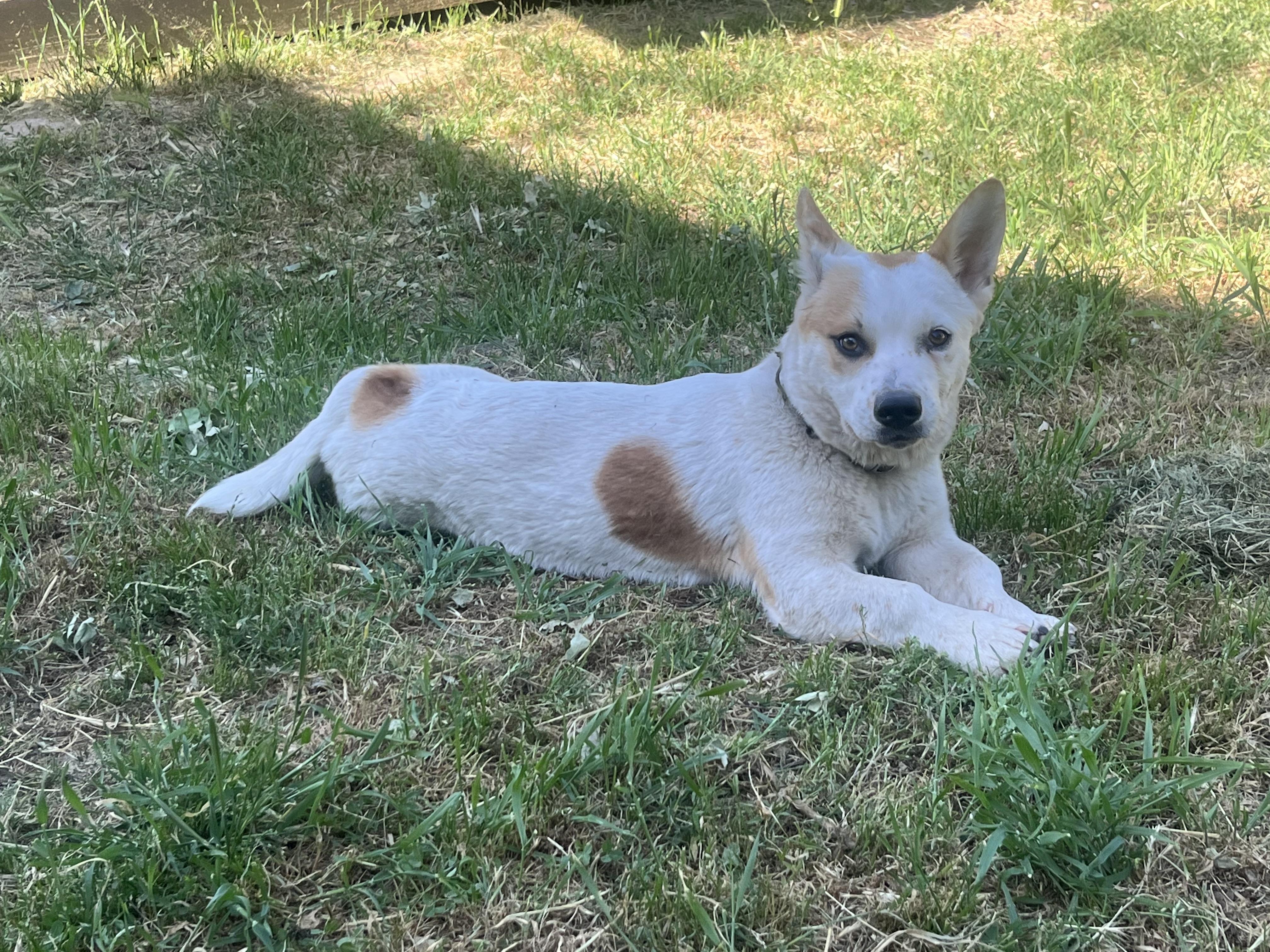 Ozzie, Adoptable, Young Male Corgi.