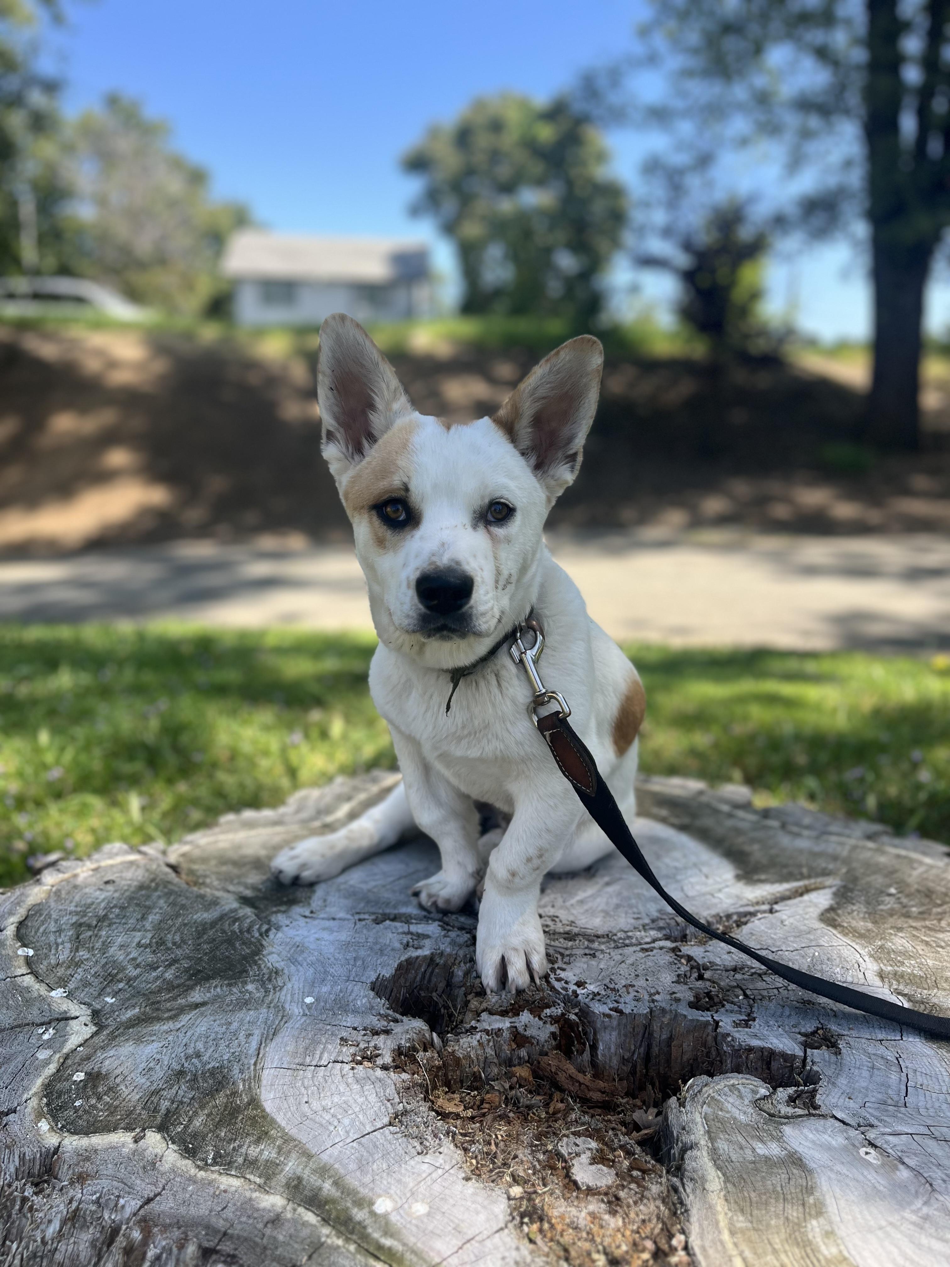 Ozzie, a Adoptable mixed breed in Rough And Ready, CA image 5/6