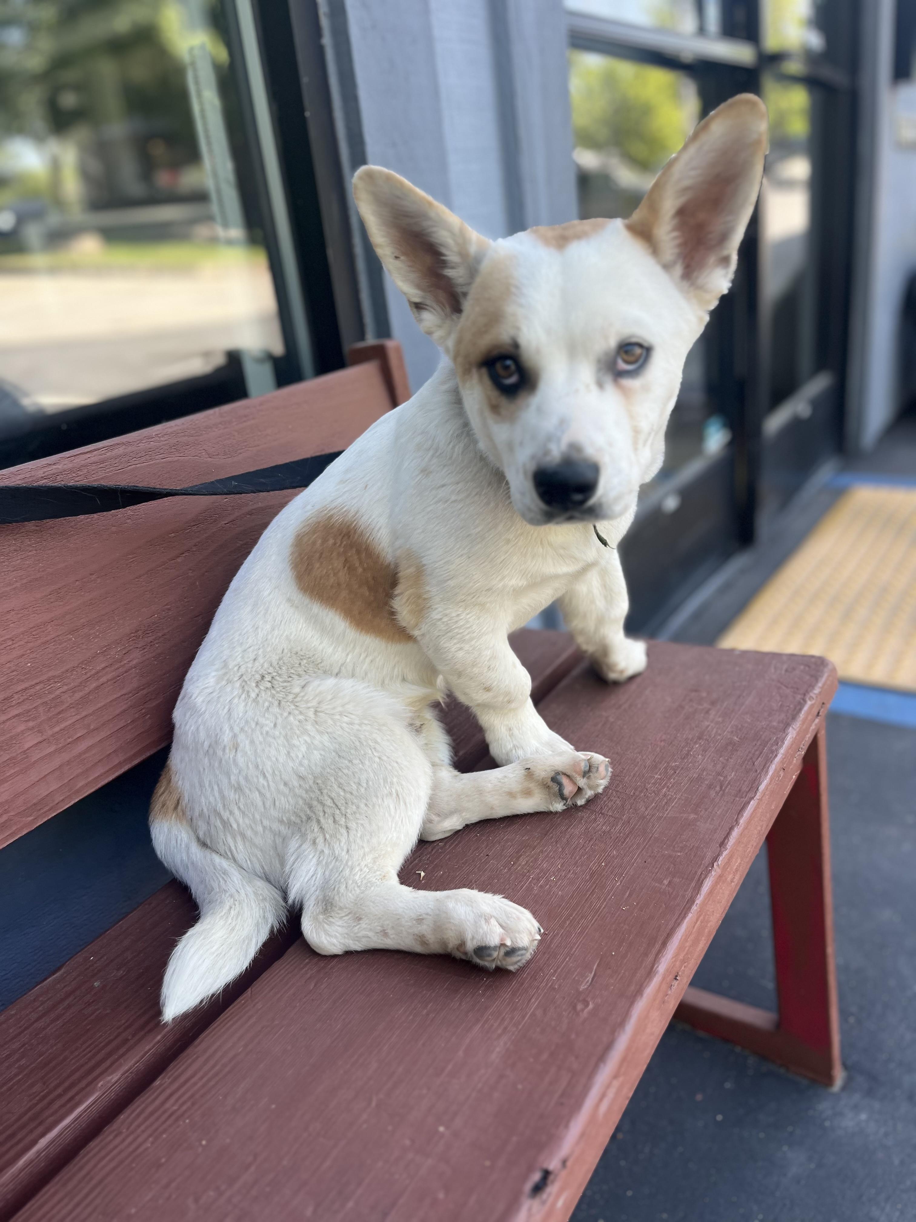 Ozzie, a Adoptable mixed breed in Rough And Ready, CA image 6/6