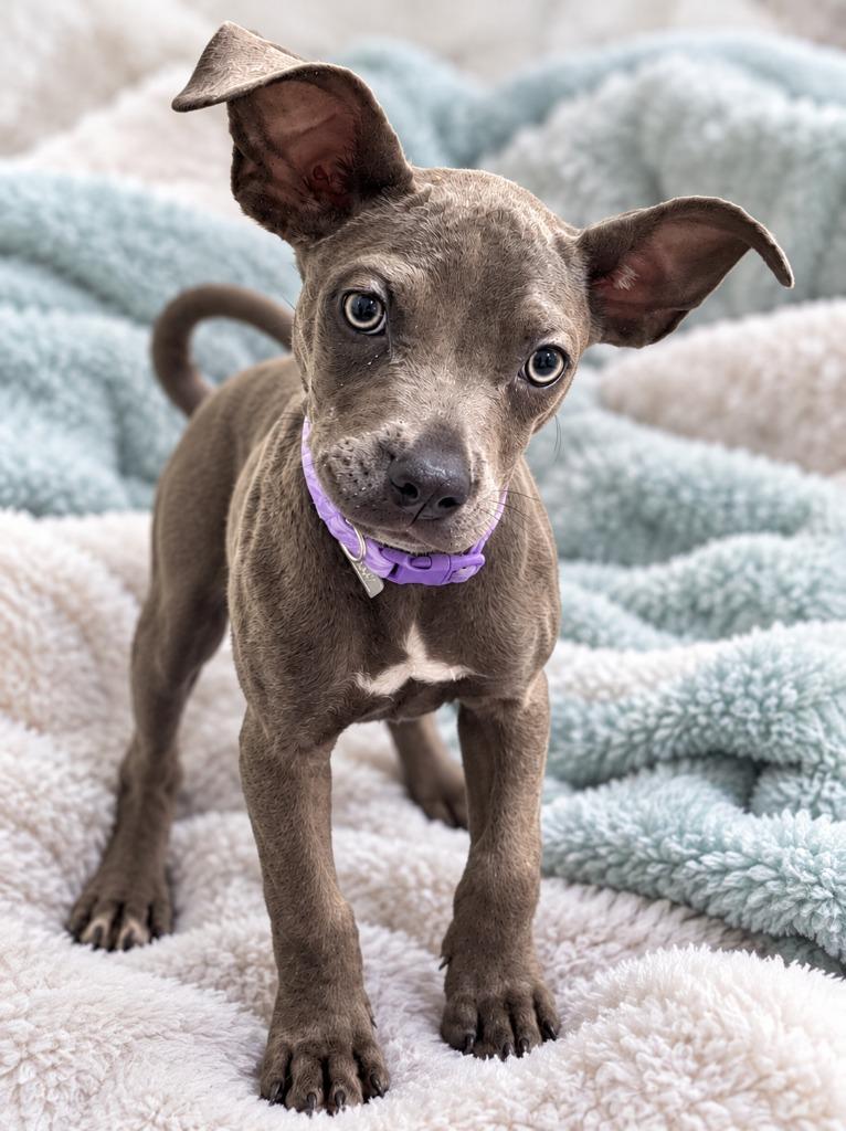 Dumplin', Adoptable, Puppy Female Cane Corso & Pit Bull Terrier.