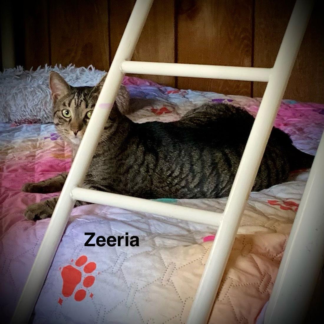 Zeeria, Adoptable, Adult Male Domestic Short Hair.