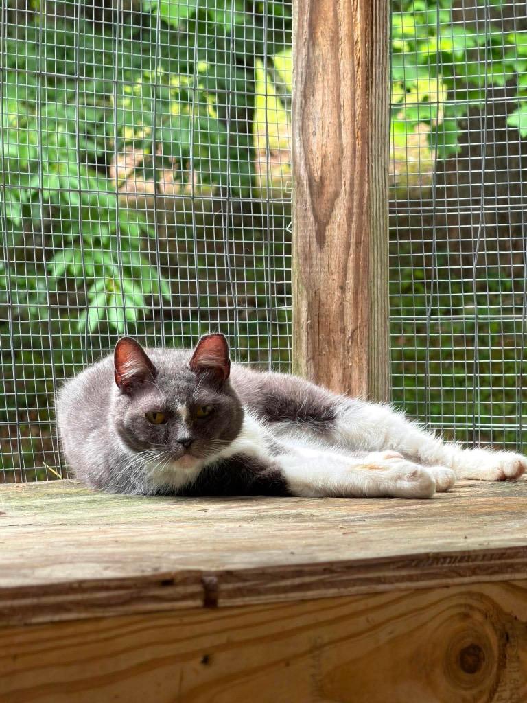 Rita, Adoptable, Young Female Domestic Short Hair.