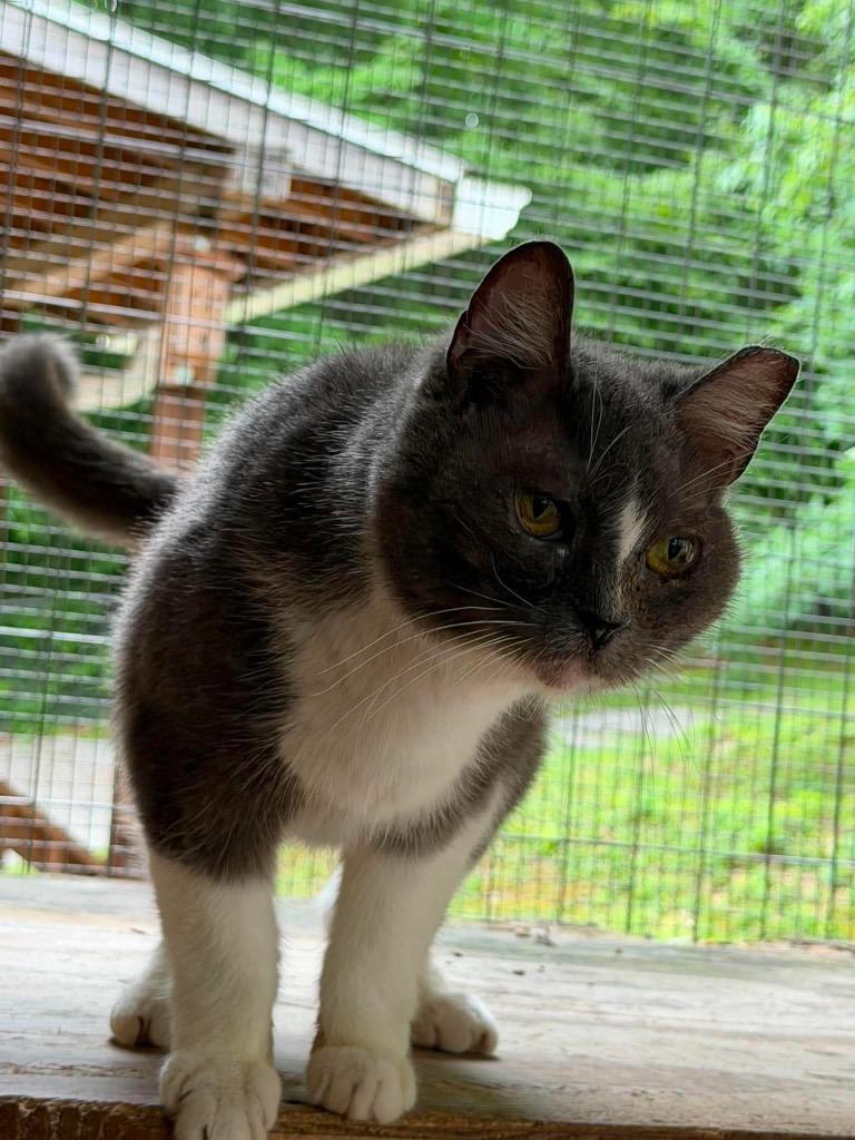 Enlarge Rita, a Adoptable mixed breed in Parsons, WV image 2/2