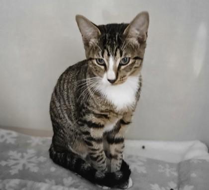 Toby, Adoptable, Young Male Domestic Short Hair & Domestic Short Hair.