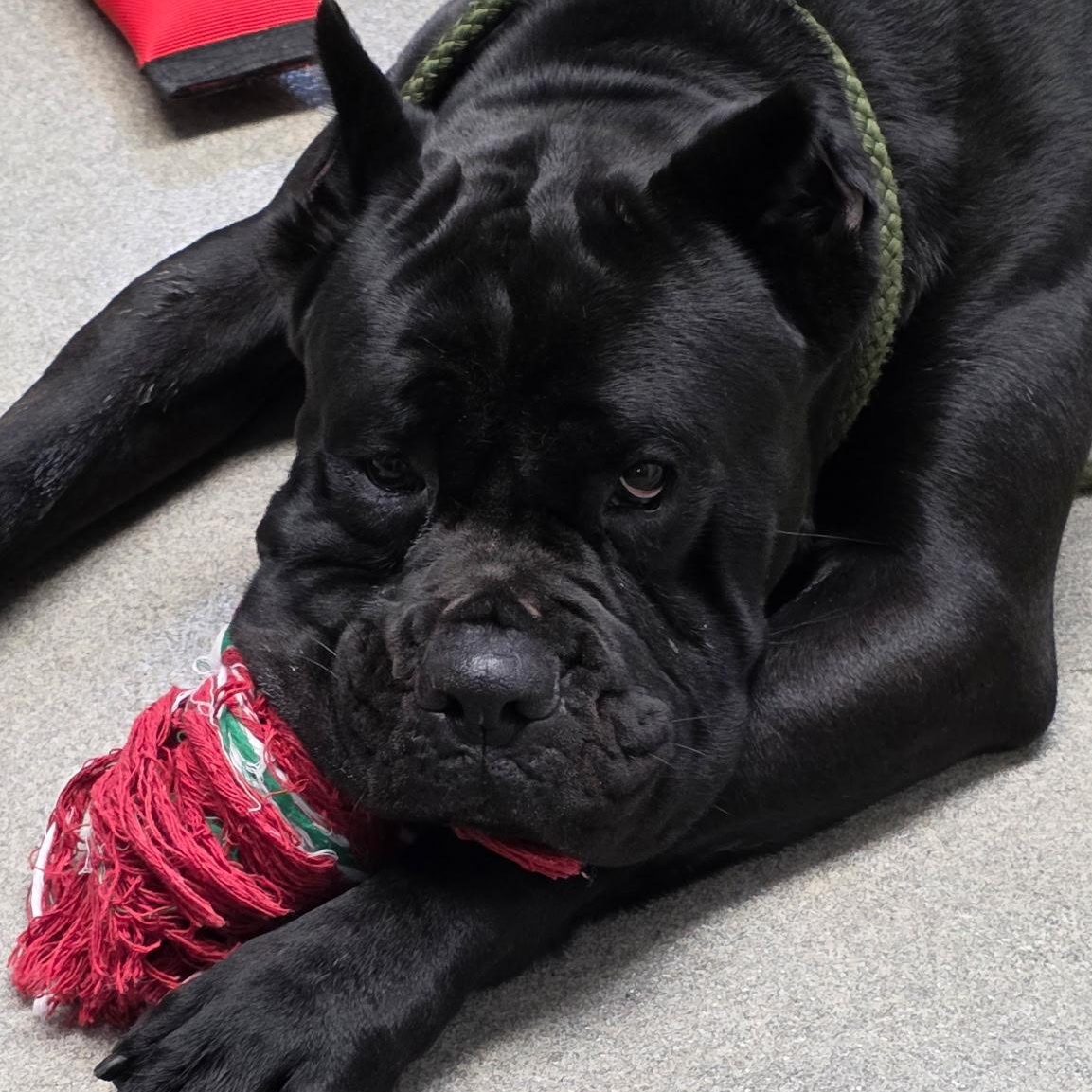Enlarge Sully, a Adoptable Cane Corso in Smithtown, NY image 2/4