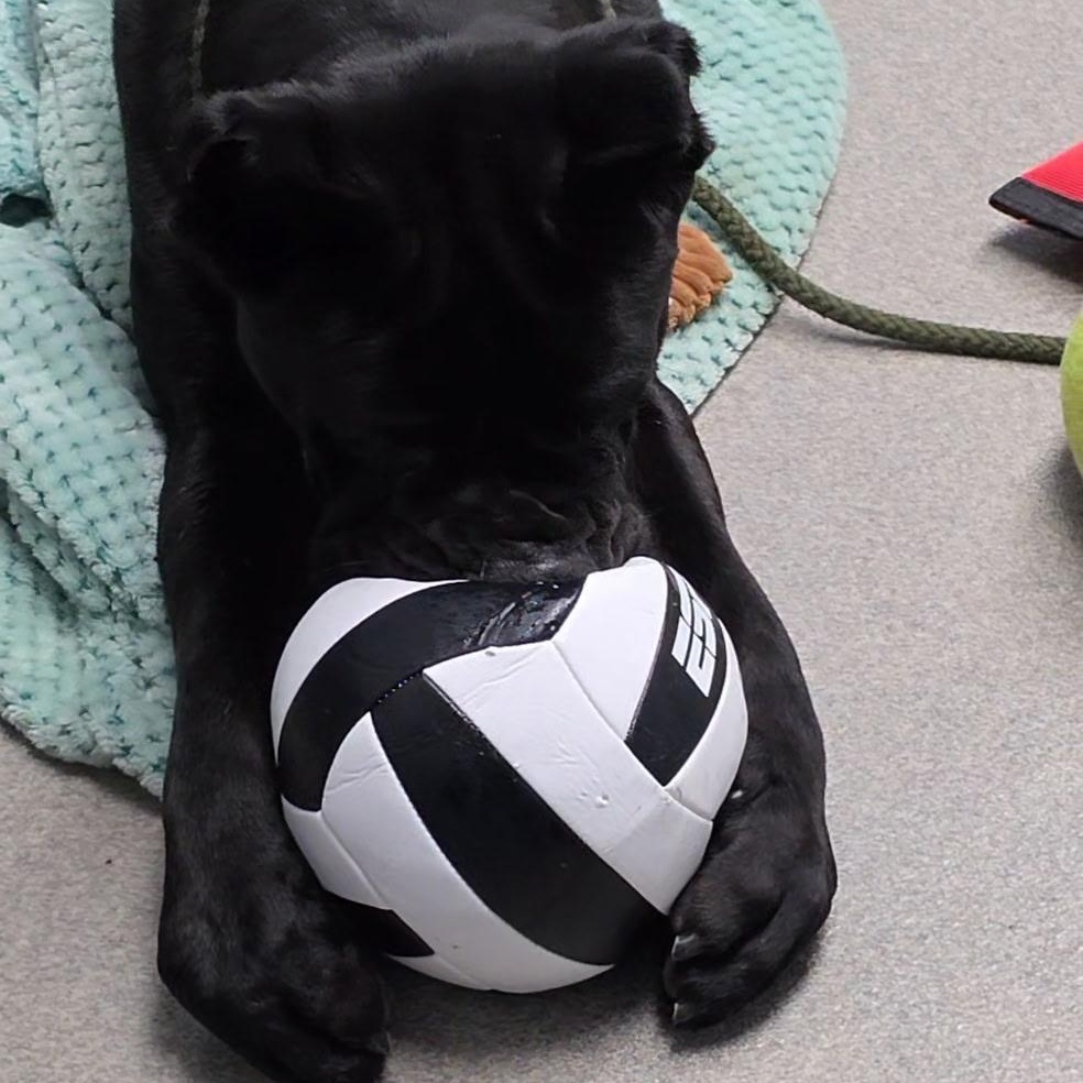 Enlarge Sully, a Adoptable Cane Corso in Smithtown, NY image 3/4