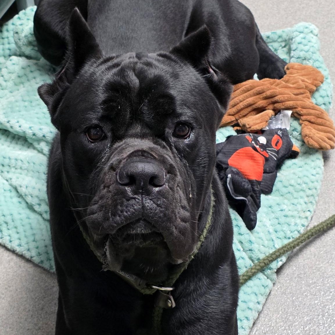 Enlarge Sully, a Adoptable Cane Corso in Smithtown, NY image 1/4