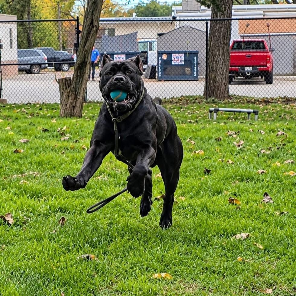 Enlarge Sully, a Adoptable Cane Corso in Smithtown, NY image 4/4
