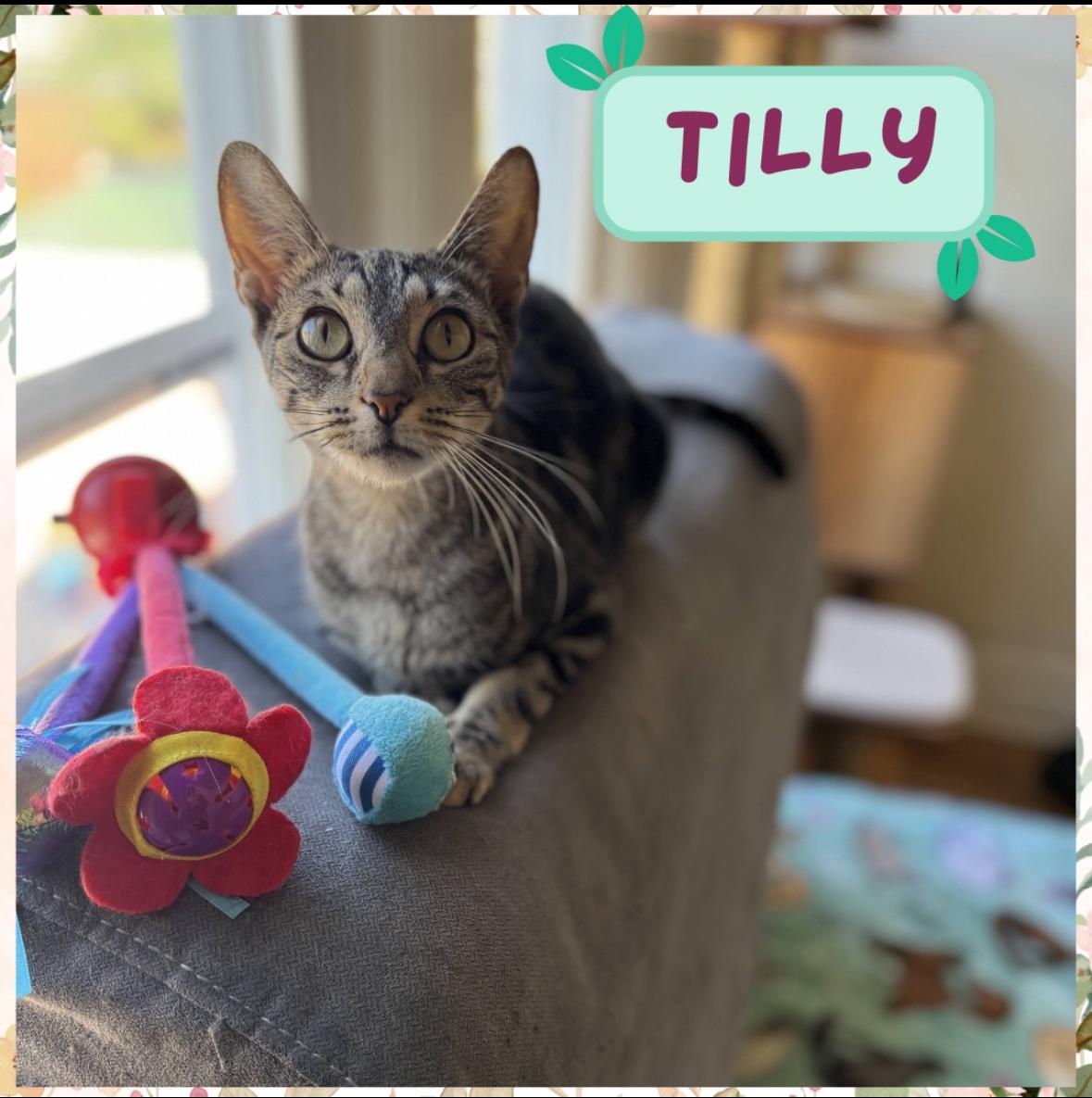 Tilly