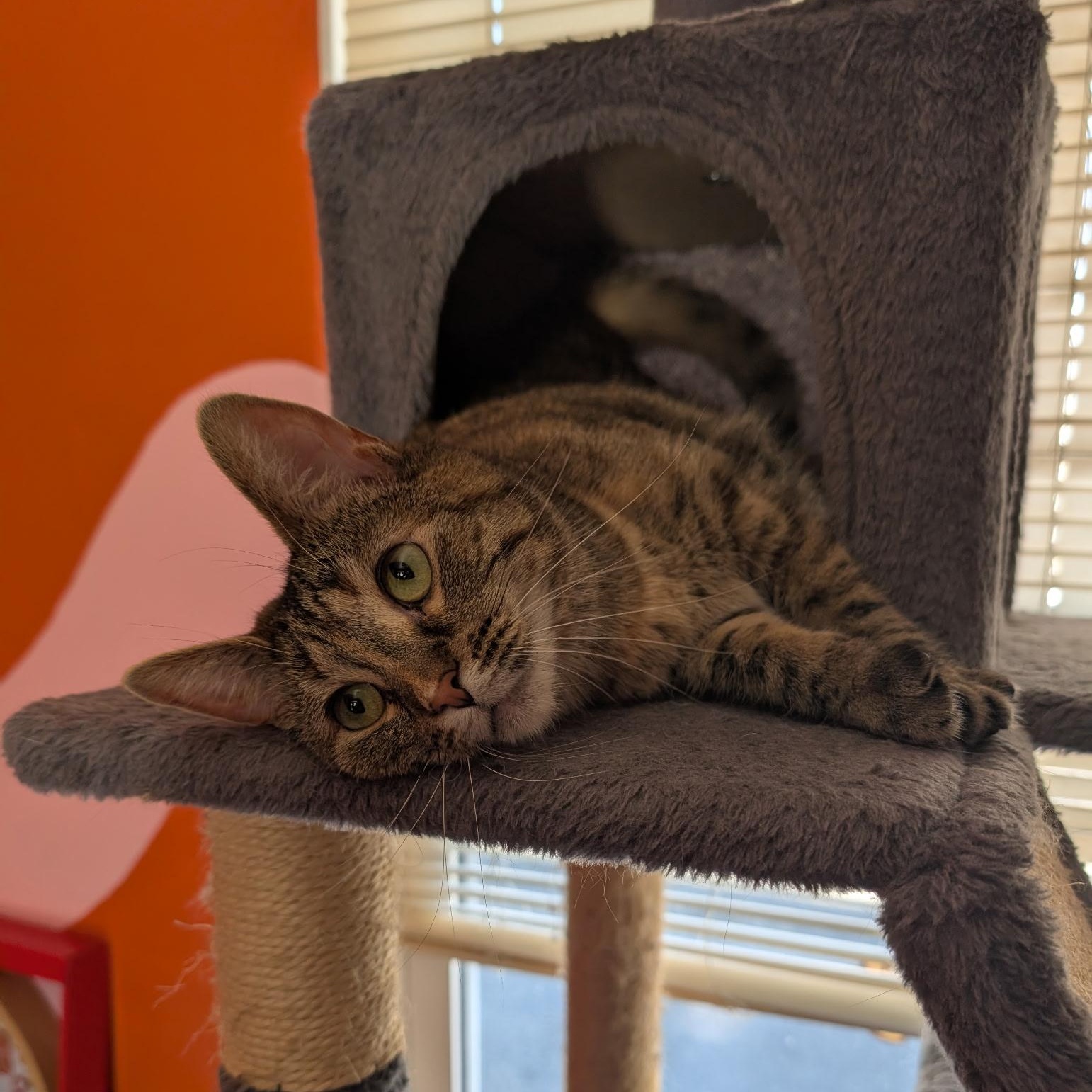 Enlarge Pandora, a Adoptable mixed breed in Mount Vernon, IL image 2/3