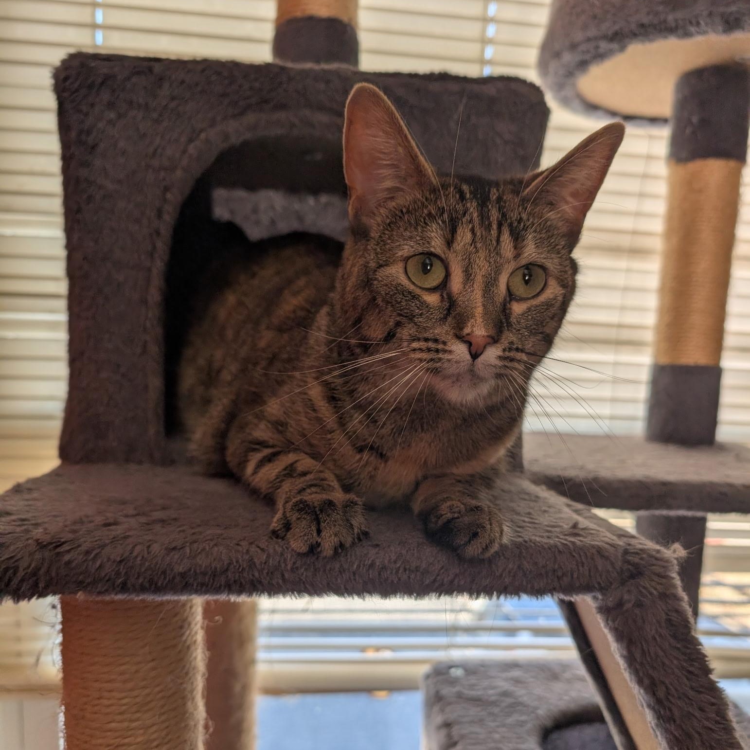 Enlarge Pandora, a Adoptable mixed breed in Mount Vernon, IL image 1/3