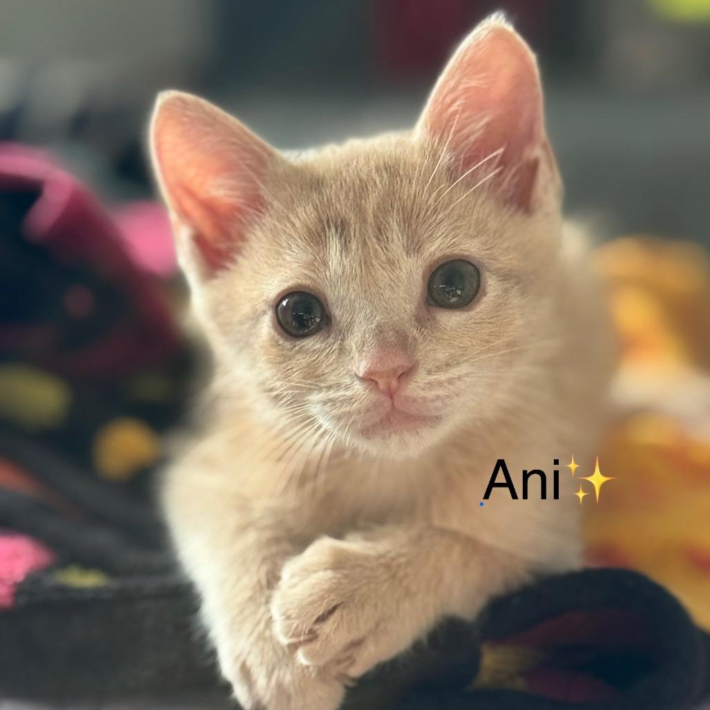 Ani, Adoptable, Young Male Domestic Short Hair.