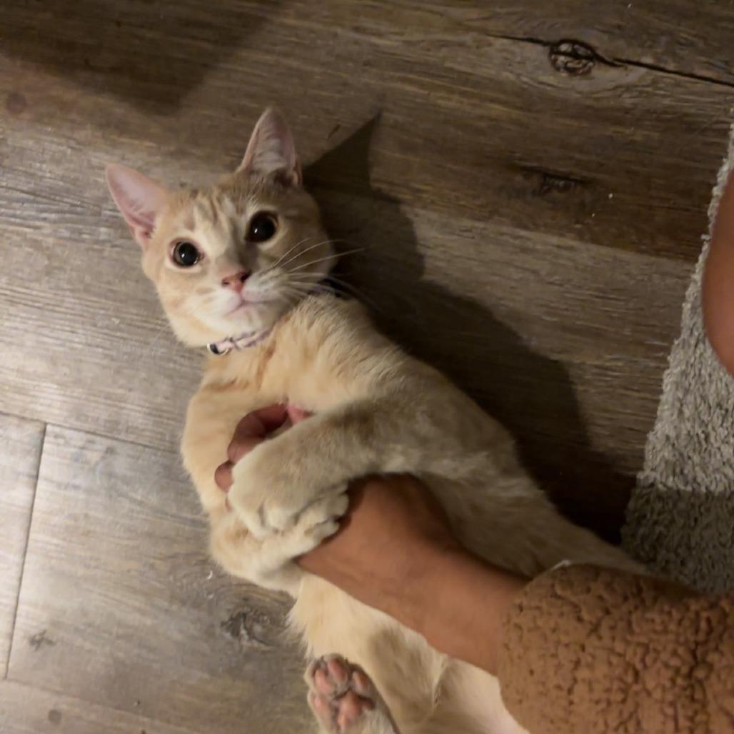 Ani, a Adoptable Domestic Short Hair in Plano, TX image 3/6