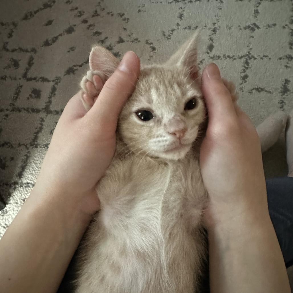 Ani, a Adoptable Domestic Short Hair in Plano, TX image 4/6