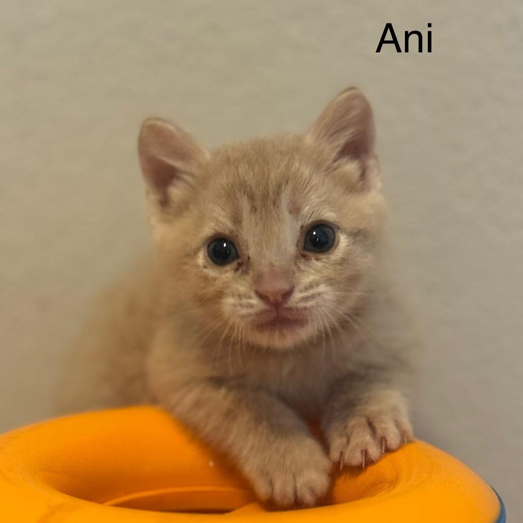 Ani, a Adoptable Domestic Short Hair in Plano, TX image 6/6