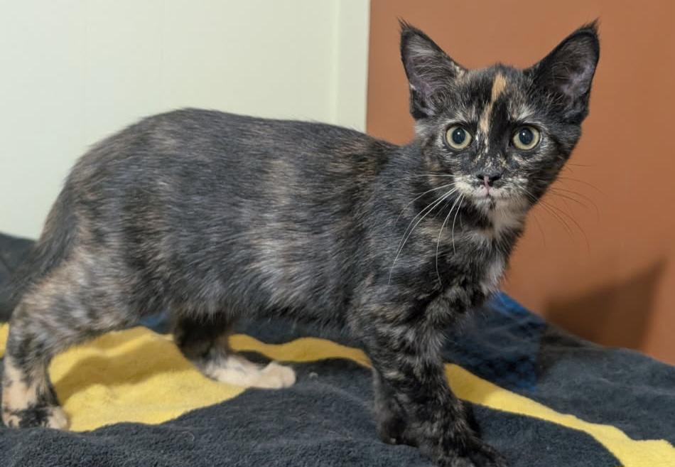 Marbles 14 wks, a Adoptable Tortoiseshell in London, ON image 6/6