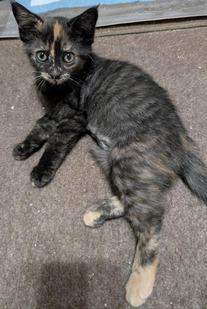 Marbles 14 wks, a Adoptable Tortoiseshell in London, ON image 3/6