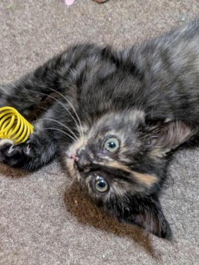 Marbles 14 wks, a Adoptable Tortoiseshell in London, ON image 4/6