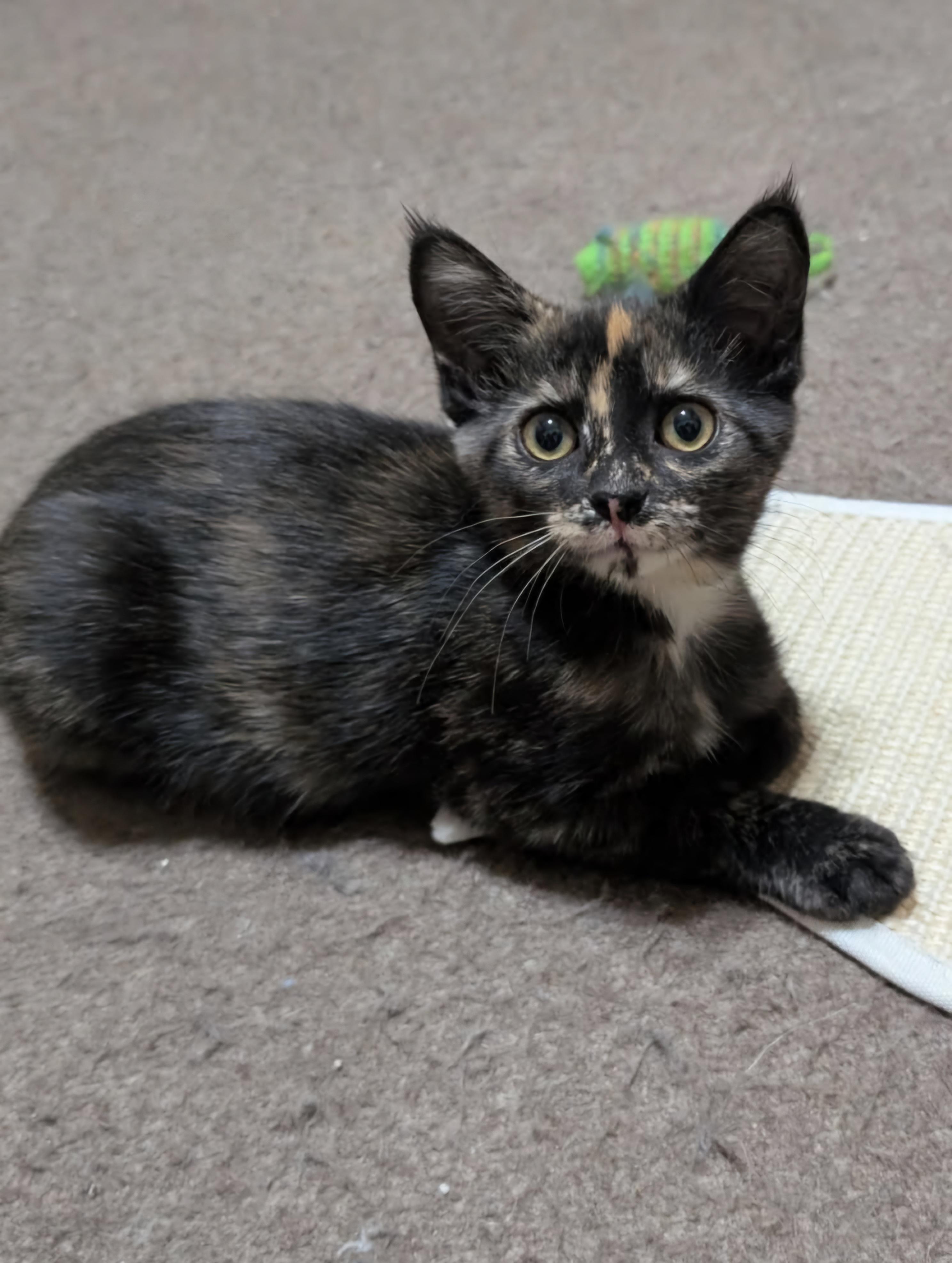 Marbles 14 wks, Adoptable, Kitten Female Tortoiseshell.