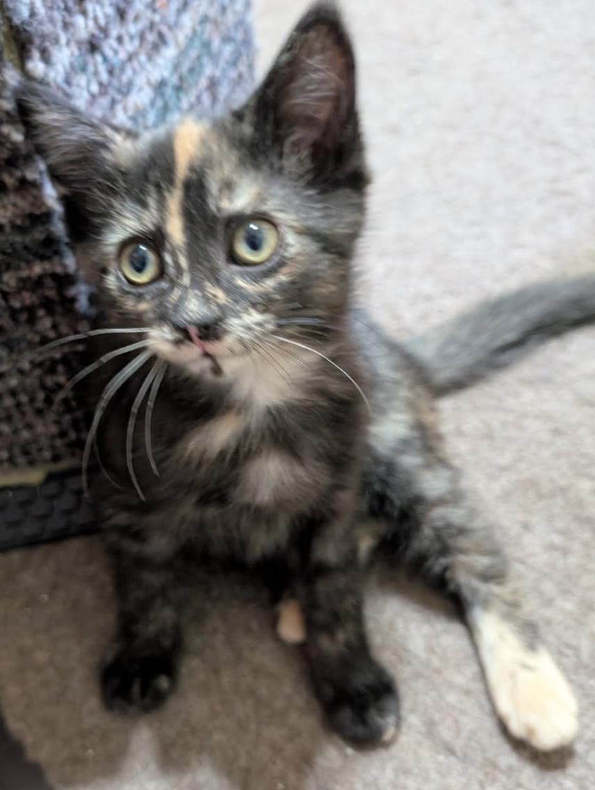 Marbles 14 wks, a Adoptable Tortoiseshell in London, ON image 2/6