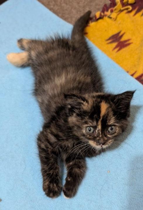 Marbles 14 wks, a Adoptable Tortoiseshell in London, ON image 5/6