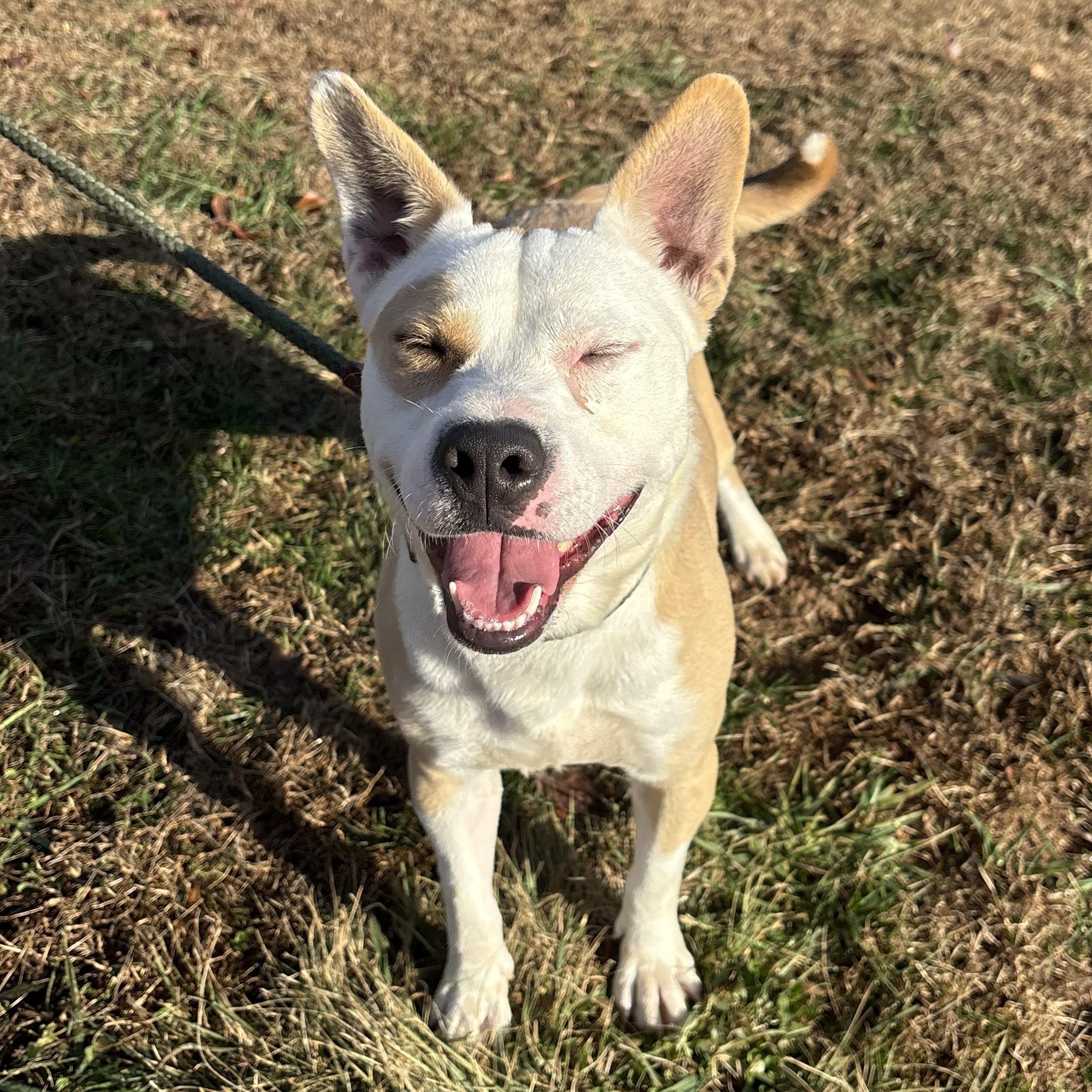 Enlarge Rango, a Adoptable mixed breed in Franklin, NC image 4/4