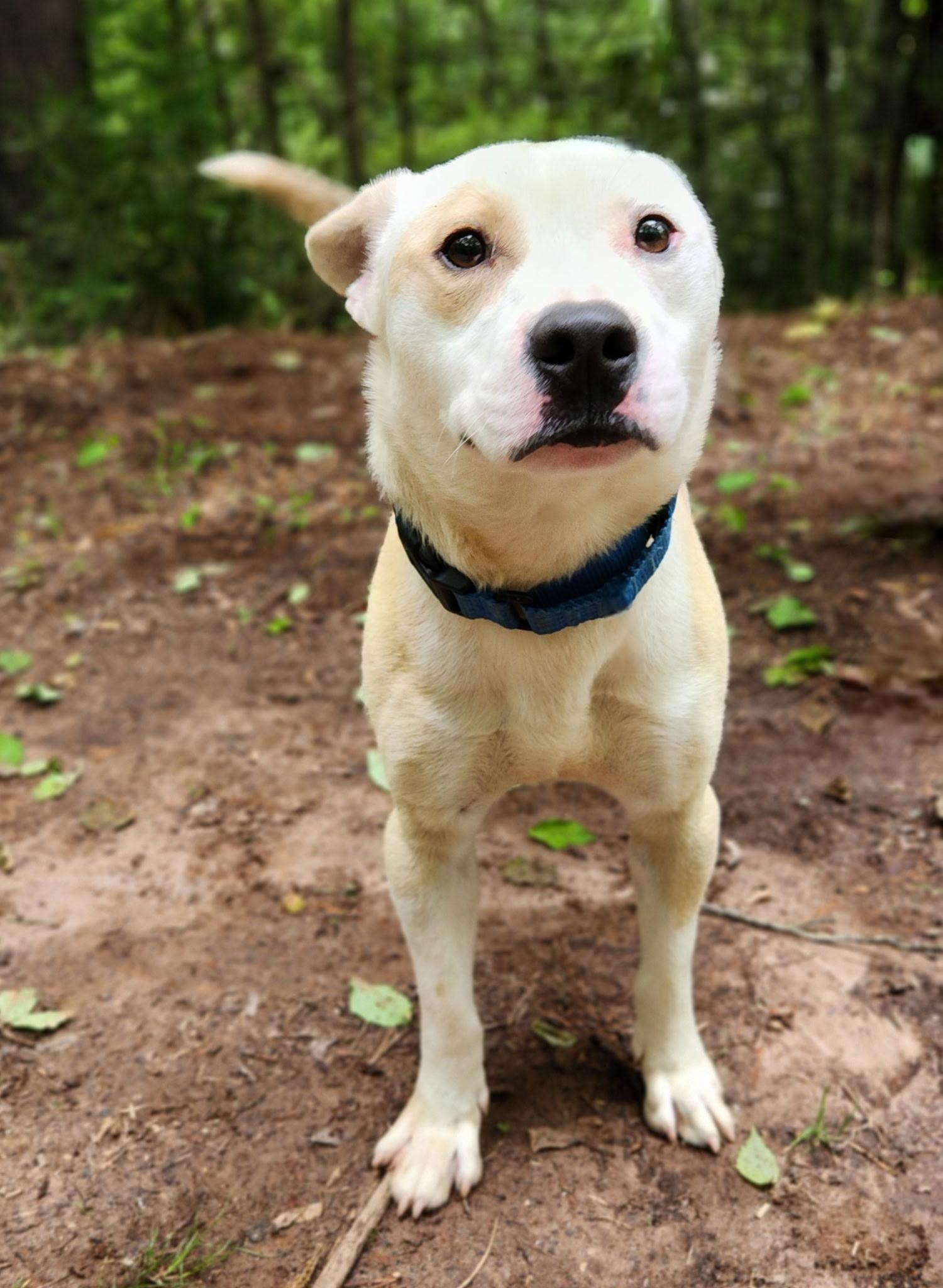 Enlarge Rango, a Adoptable mixed breed in Franklin, NC image 2/4