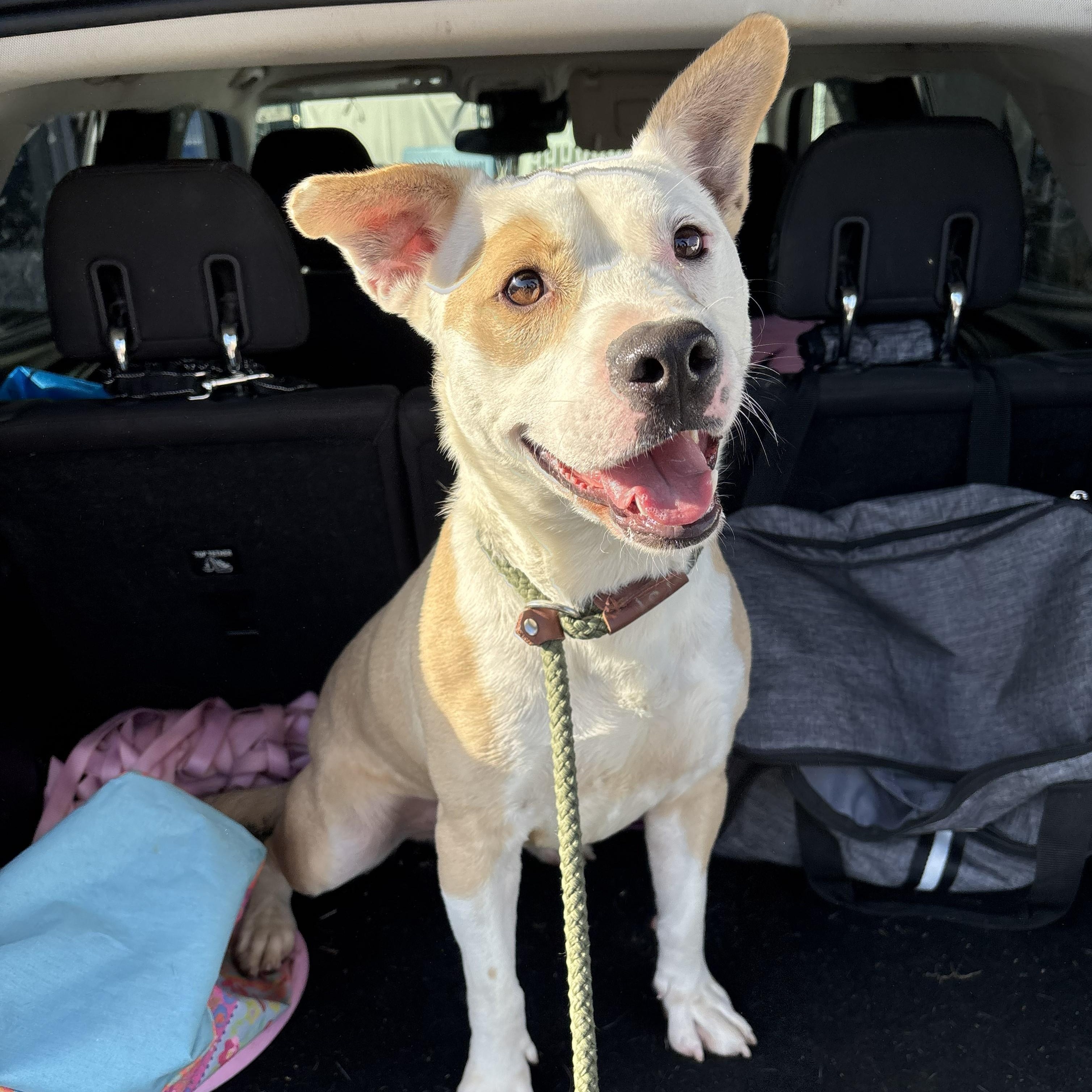 Enlarge Rango, a Adoptable mixed breed in Franklin, NC image 1/4