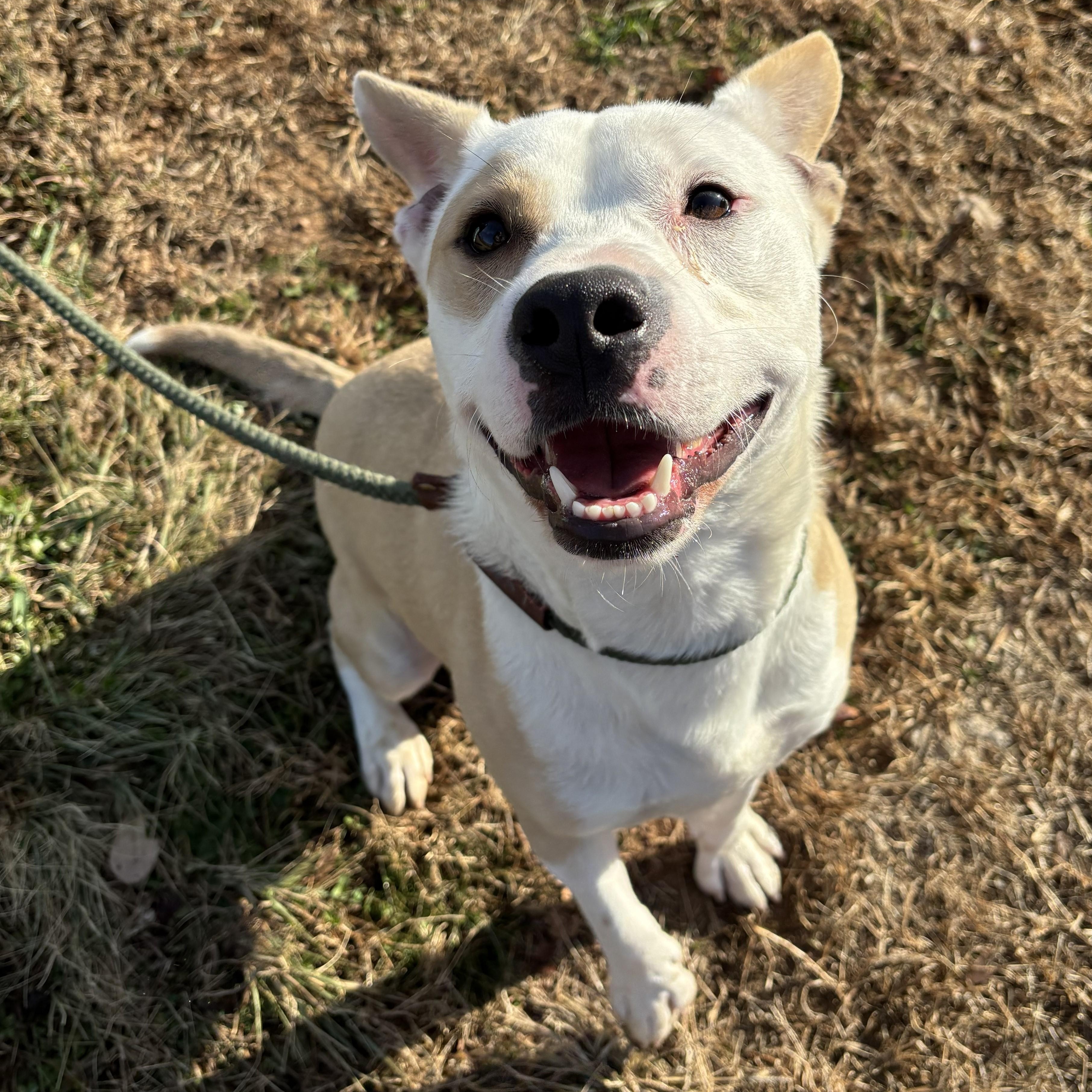 Enlarge Rango, a Adoptable mixed breed in Franklin, NC image 3/4