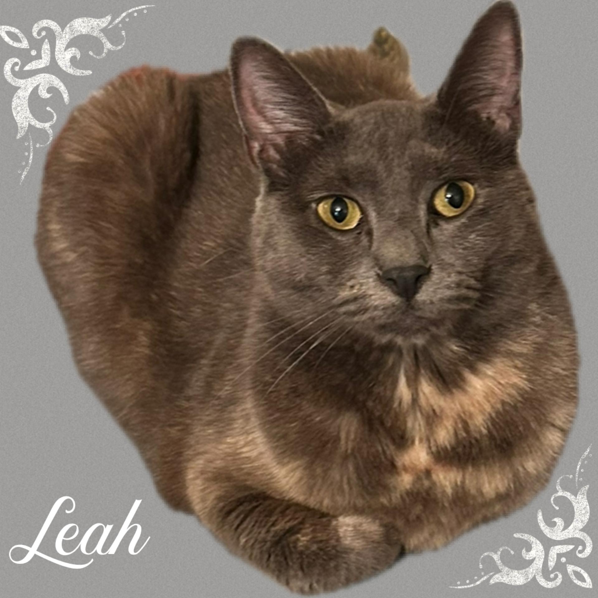 Enlarge Leah, a Adoptable Tortoiseshell in Fort Worth, TX image 1/1