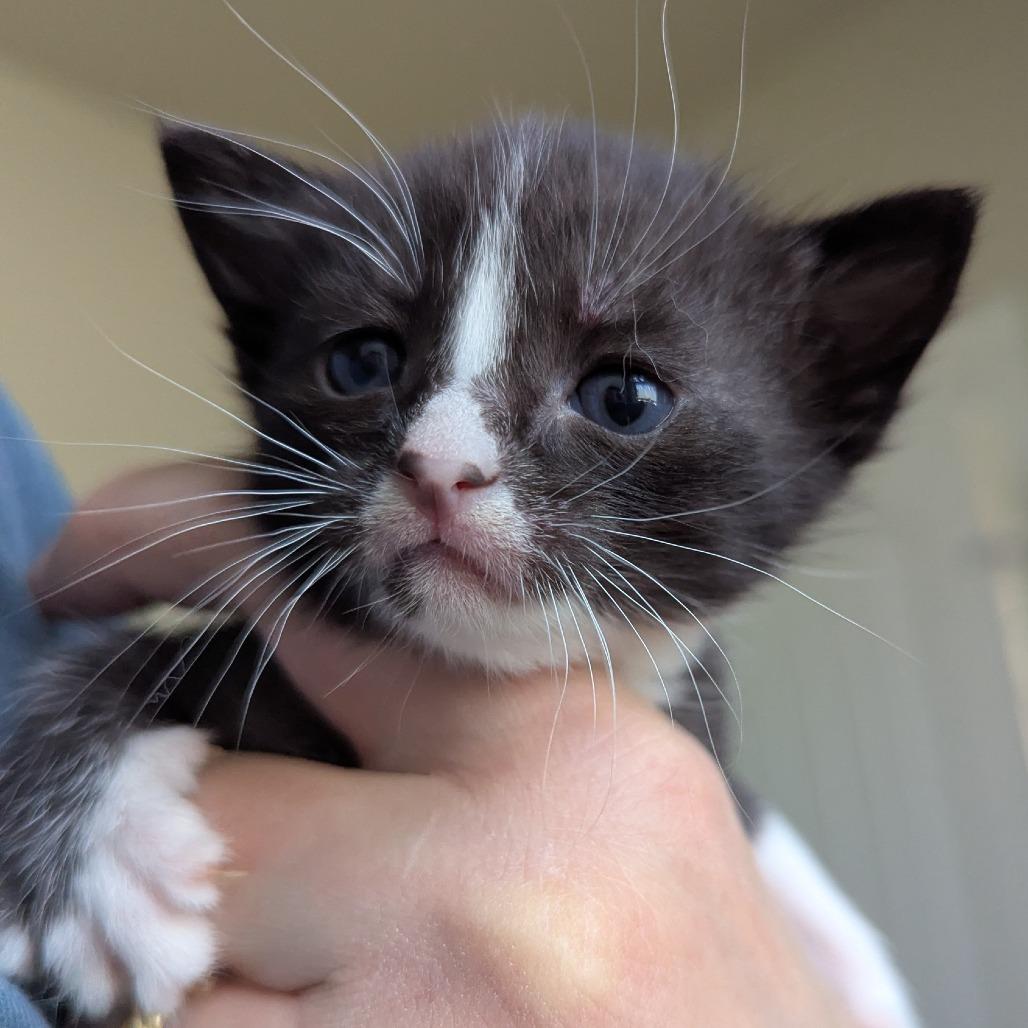 Perlah, Adoptable, Kitten Female Domestic Short Hair.